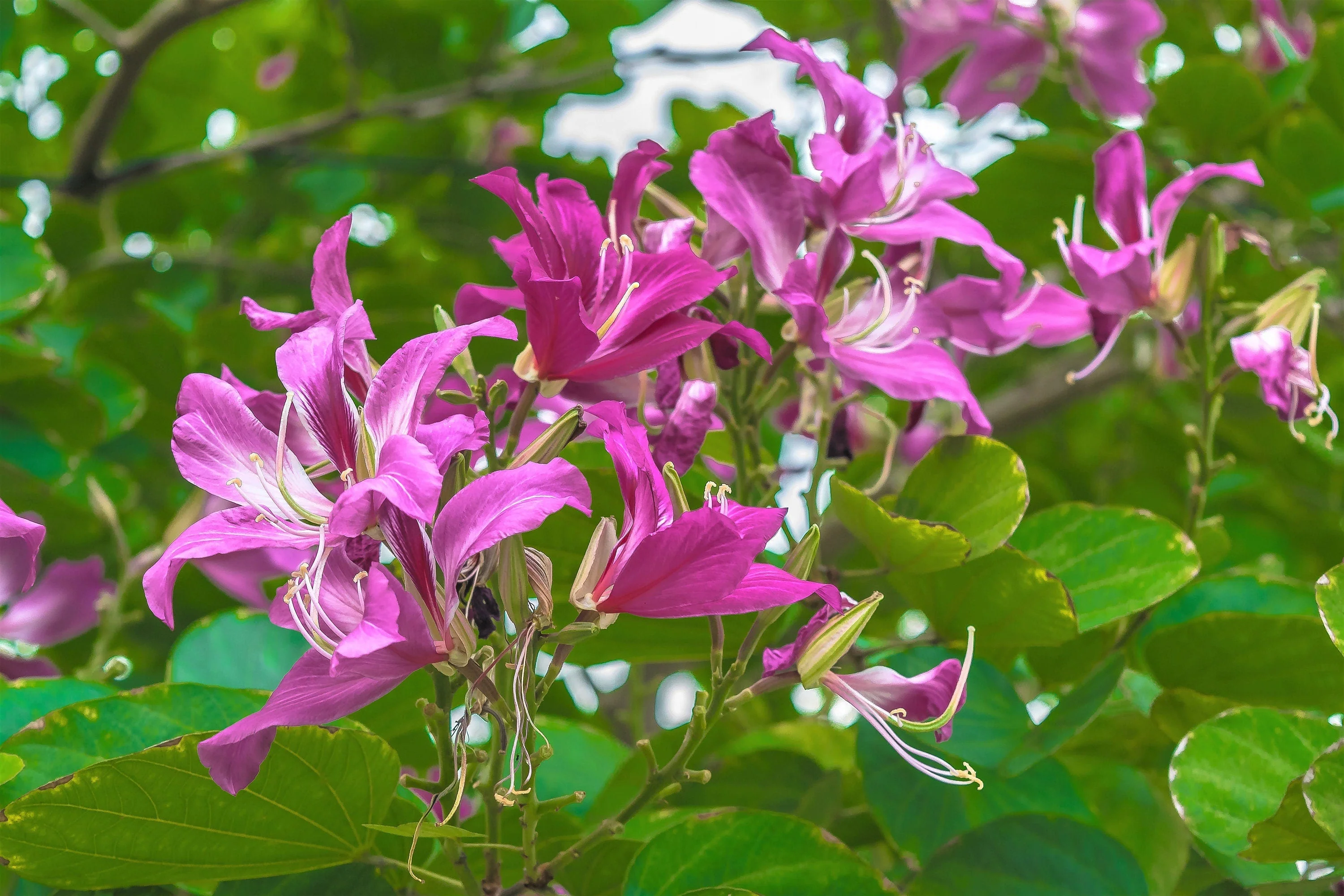 10 PURPLE ORCHID TREE Bauhinia Purpurea Camel's Foot Butterfly Flower Tree Hummingbird Seeds - Image 7