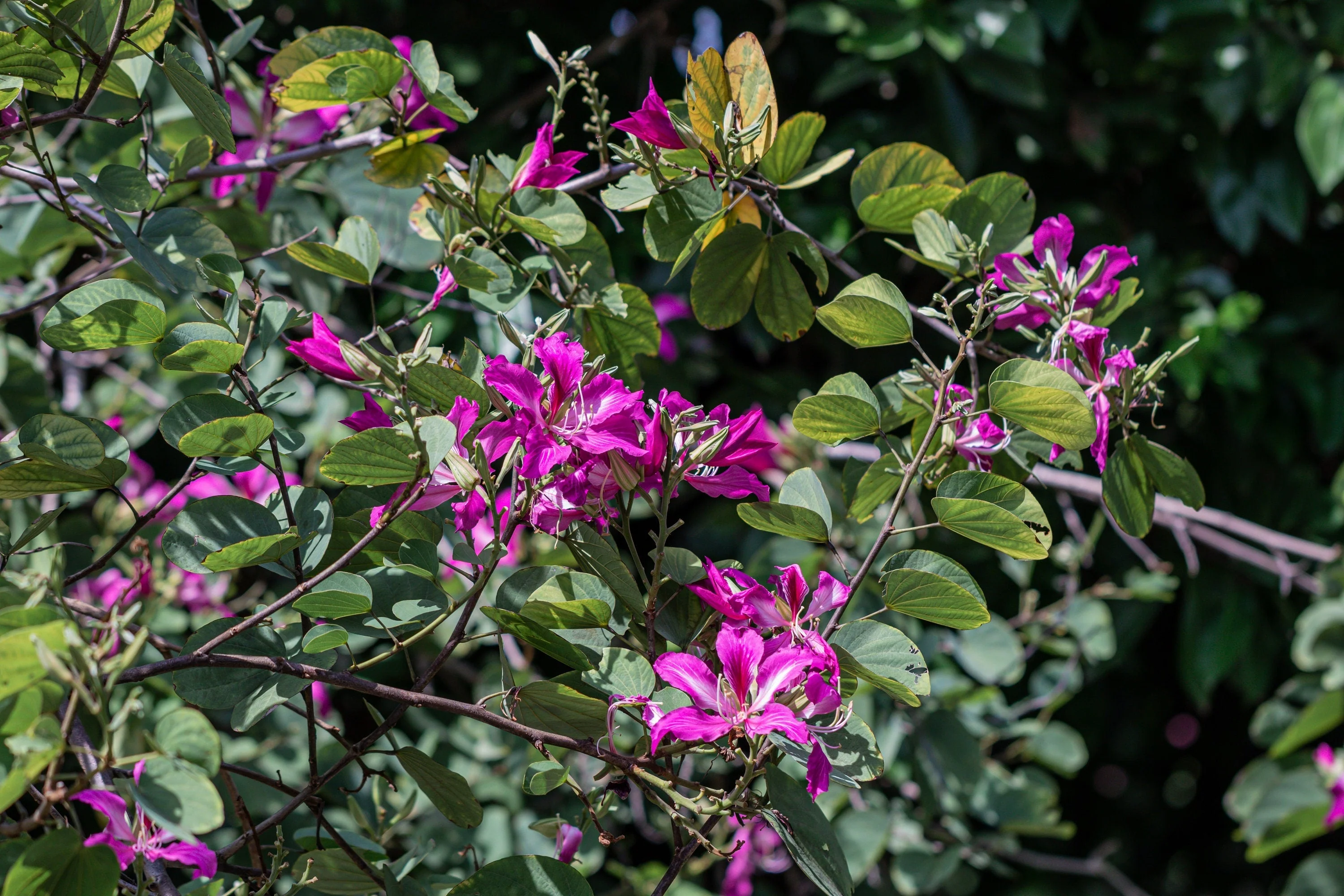 10 PURPLE ORCHID TREE Bauhinia Purpurea Camel's Foot Butterfly Flower Tree Hummingbird Seeds - Image 8