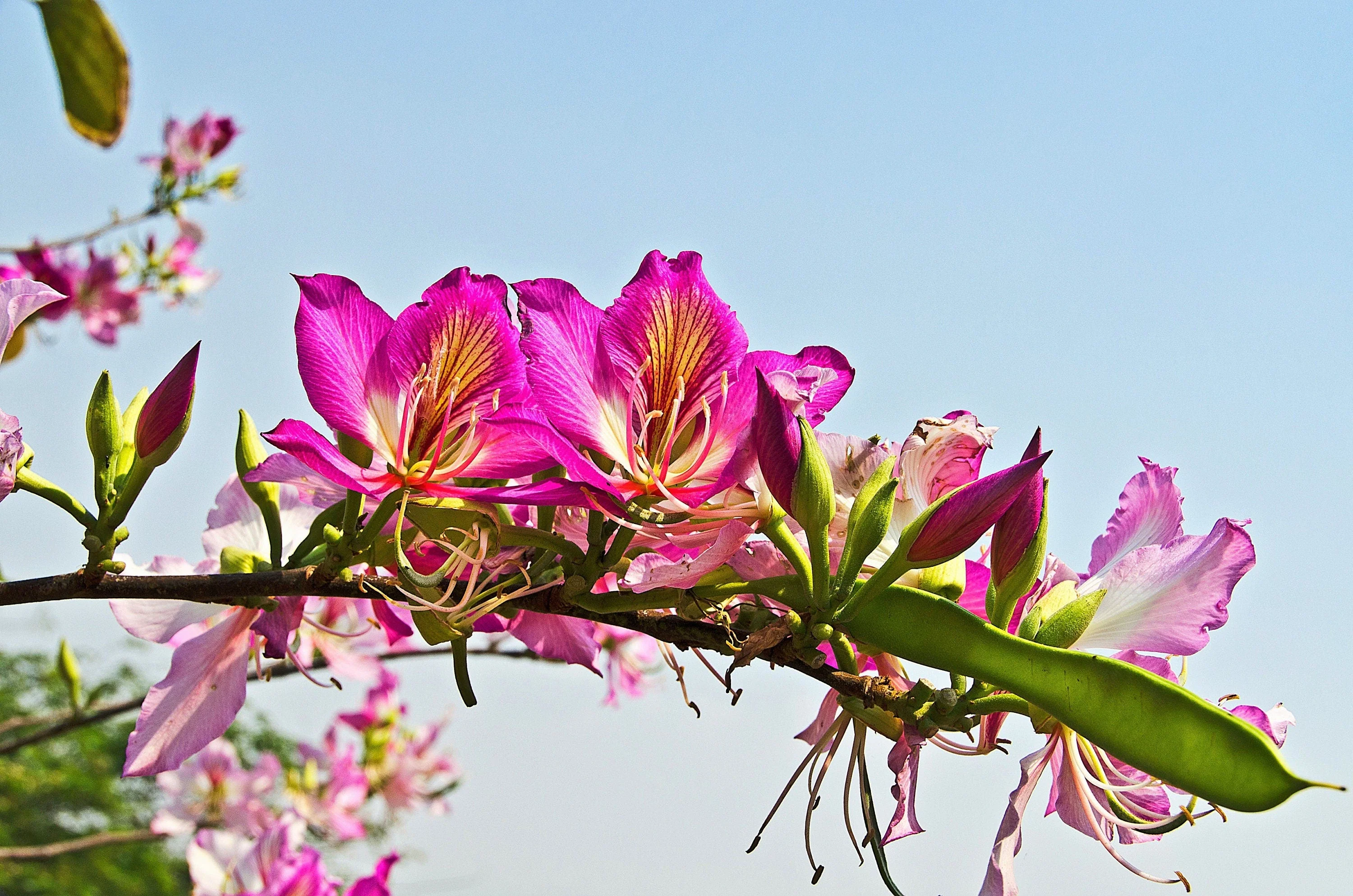 10 PURPLE ORCHID TREE Bauhinia Purpurea Camel's Foot Butterfly Flower Tree Hummingbird Seeds - Image 9