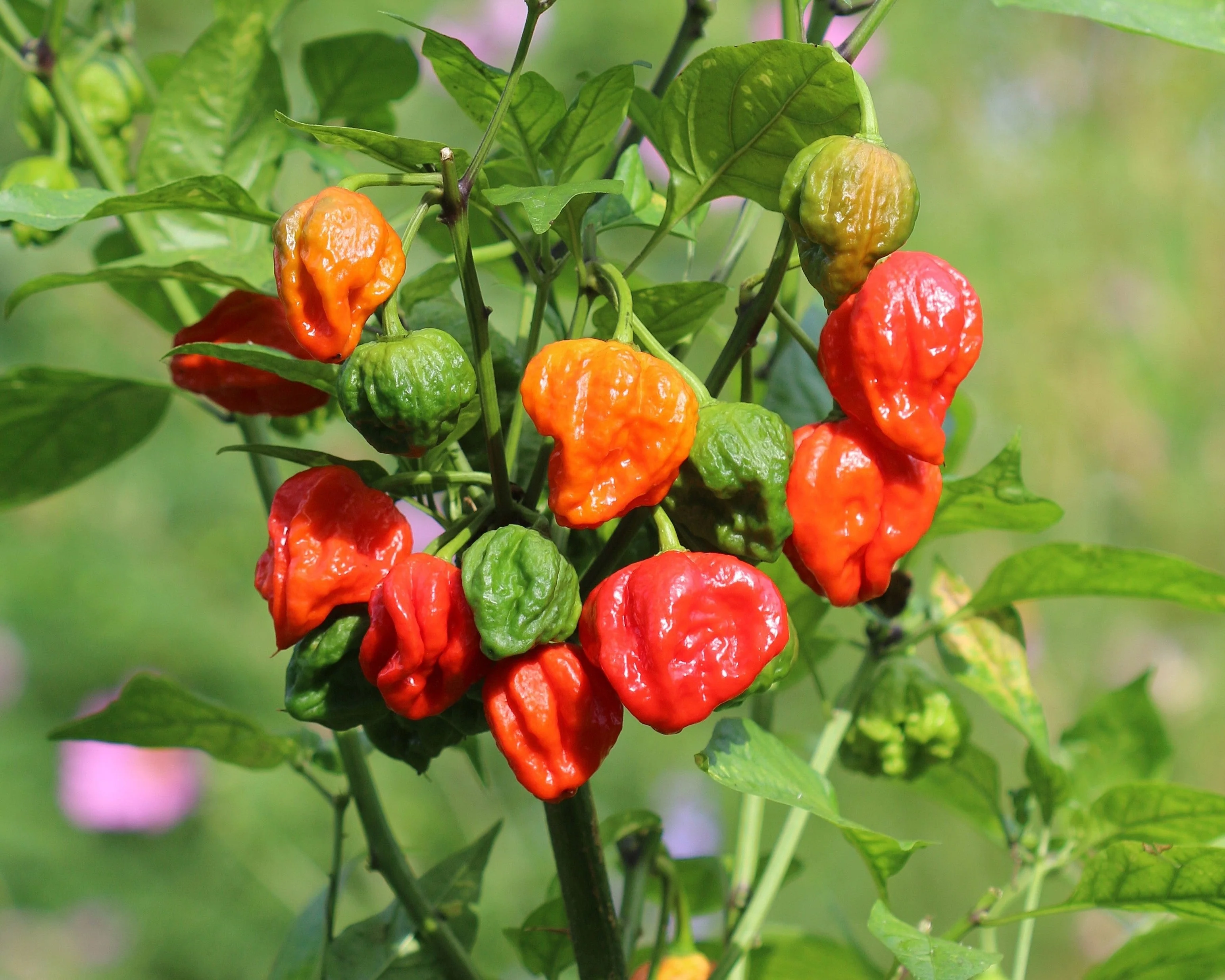 10 Red CAROLINA REAPER PEPPER World's Hottest Capsicum Chinense Hot Chili Vegetable Seeds - Image 2