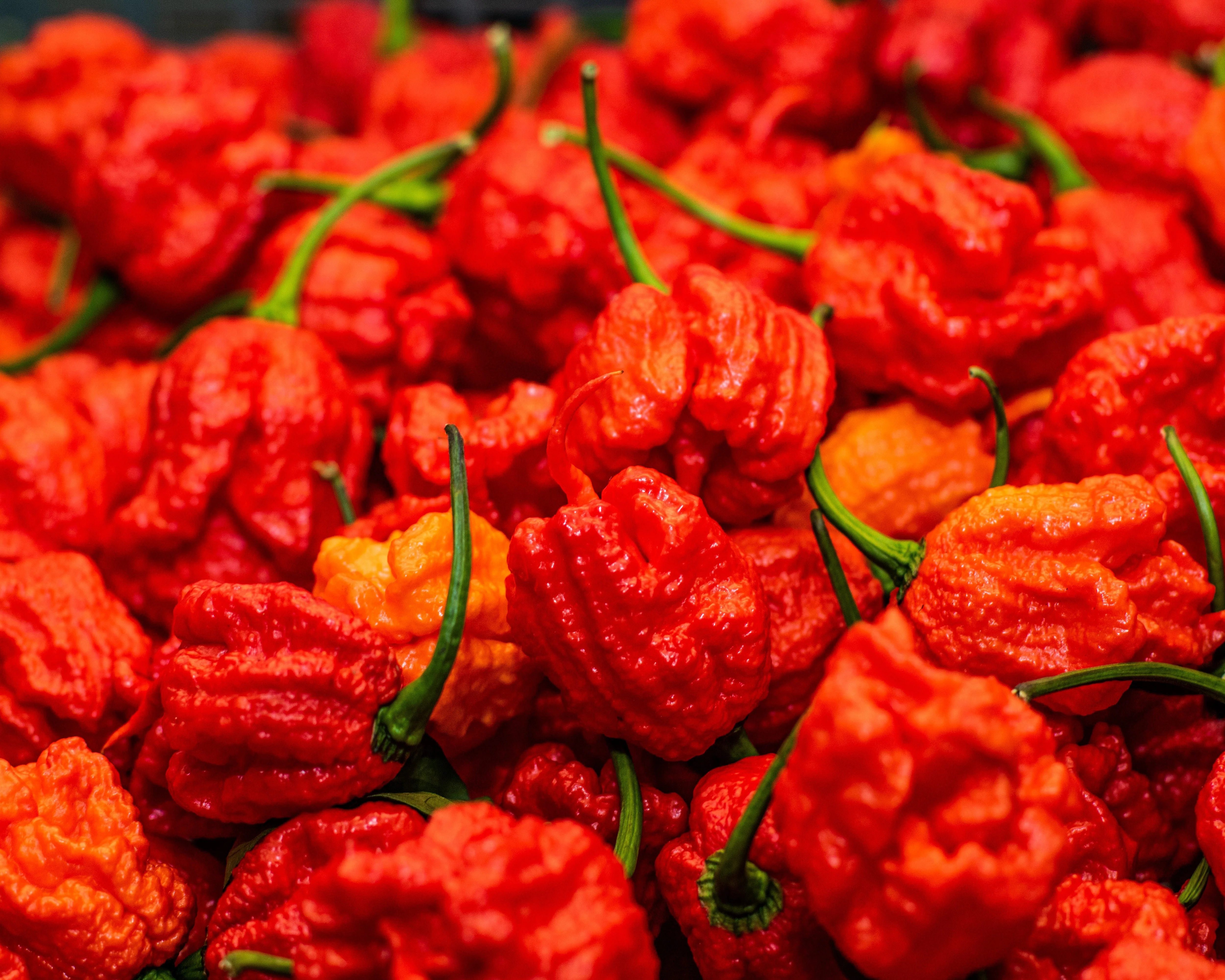 10 Red CAROLINA REAPER PEPPER World's Hottest Capsicum Chinense Hot Chili Vegetable Seeds - Image 3