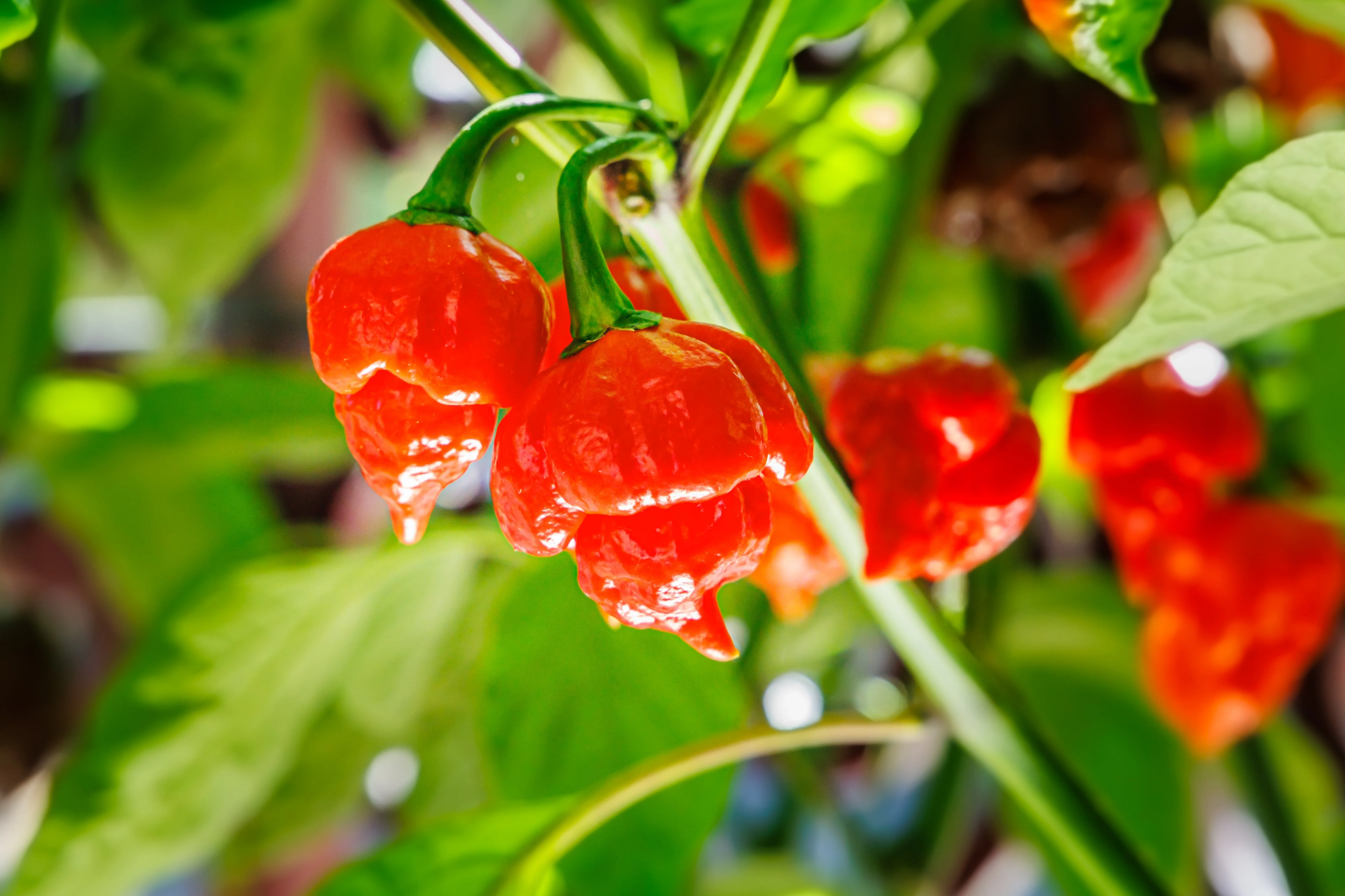 10 Red CAROLINA REAPER PEPPER World's Hottest Capsicum Chinense Hot Chili Vegetable Seeds - Image 4