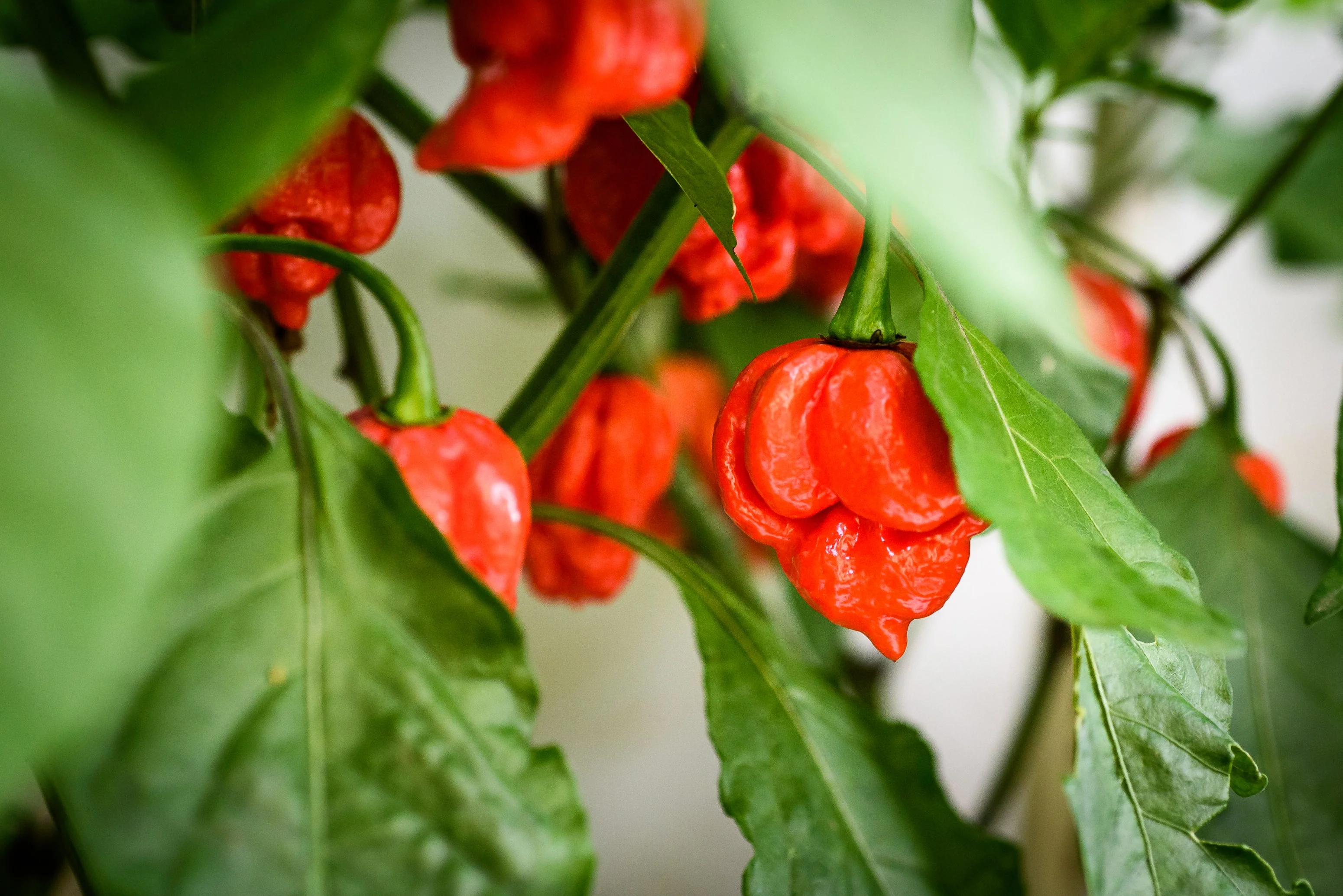 10 Red CAROLINA REAPER PEPPER World's Hottest Capsicum Chinense Hot Chili Vegetable Seeds - Image 5