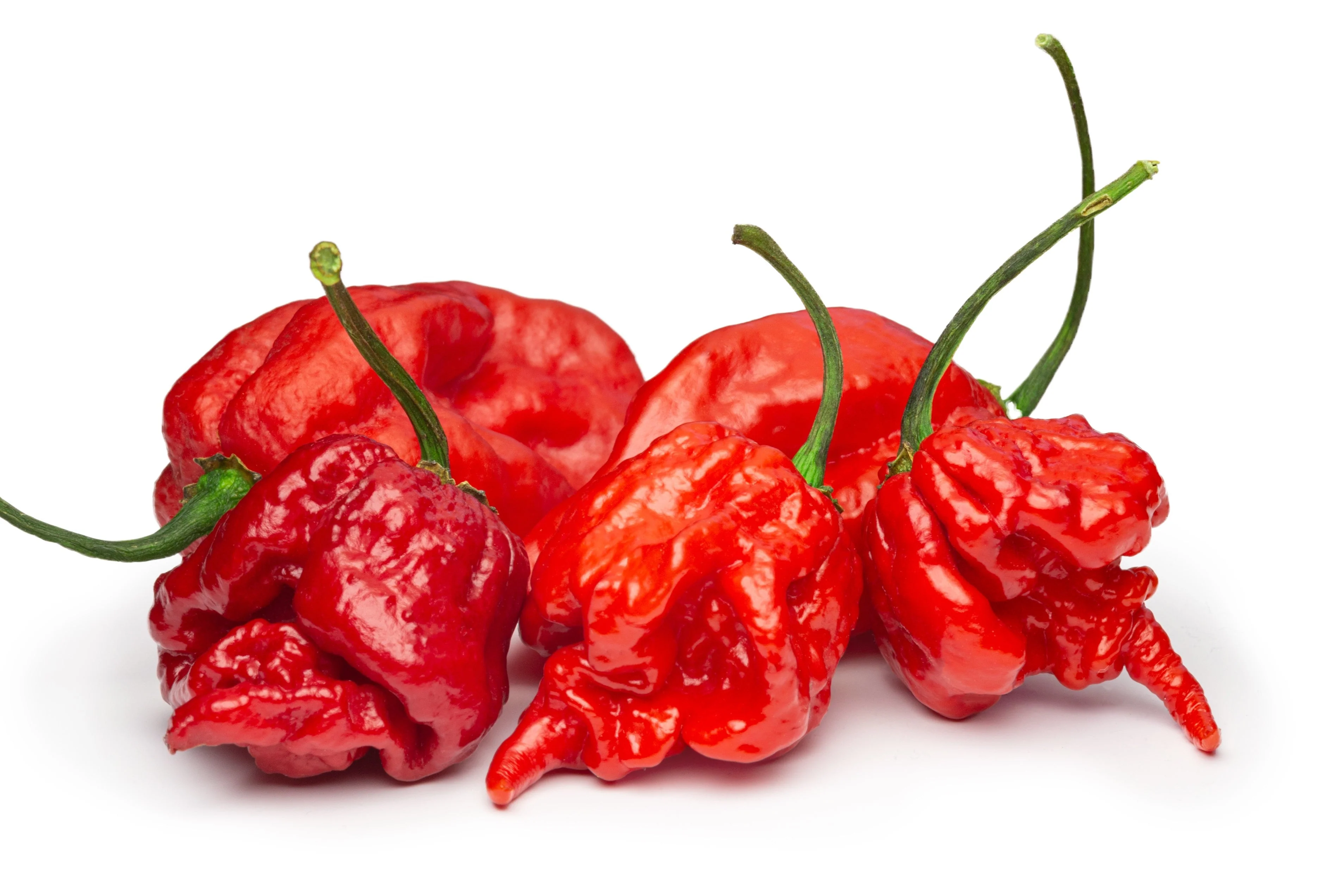10 Red CAROLINA REAPER PEPPER World's Hottest Capsicum Chinense Hot Chili Vegetable Seeds - Image 7