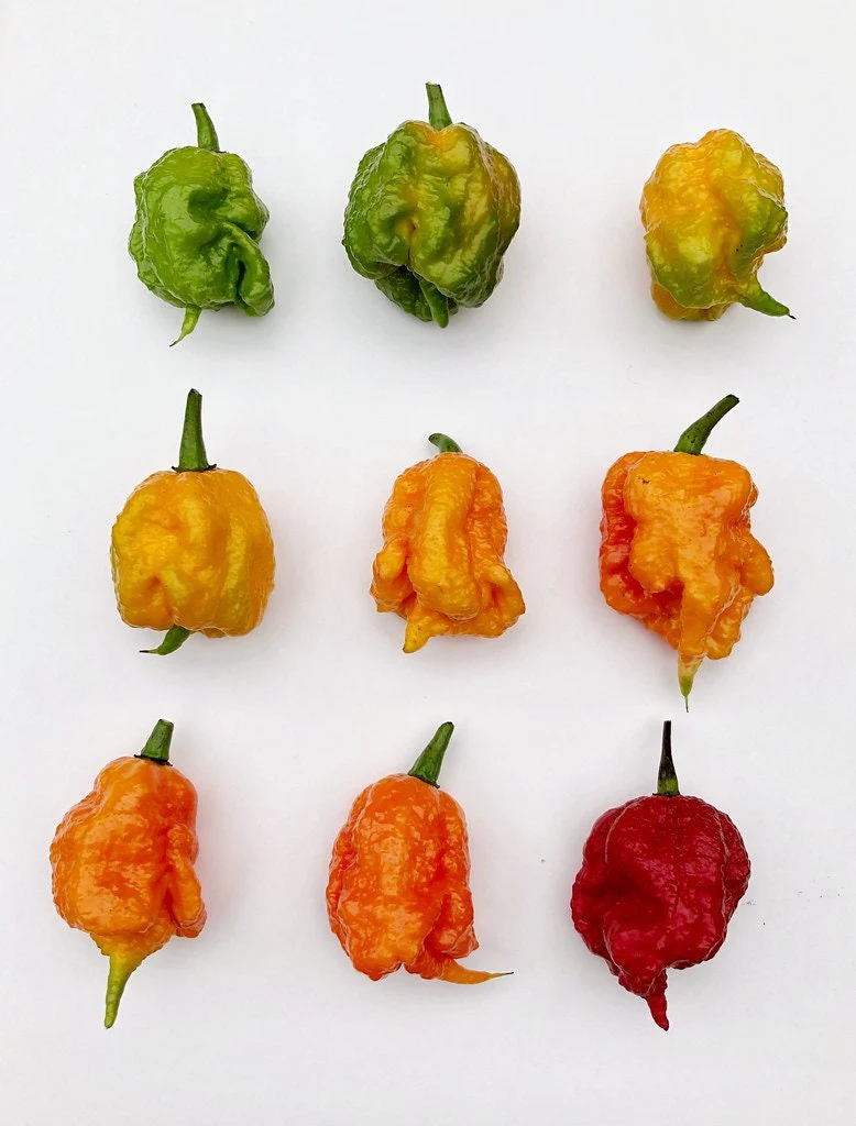 10 Red CAROLINA REAPER PEPPER World's Hottest Capsicum Chinense Hot Chili Vegetable Seeds - Image 8