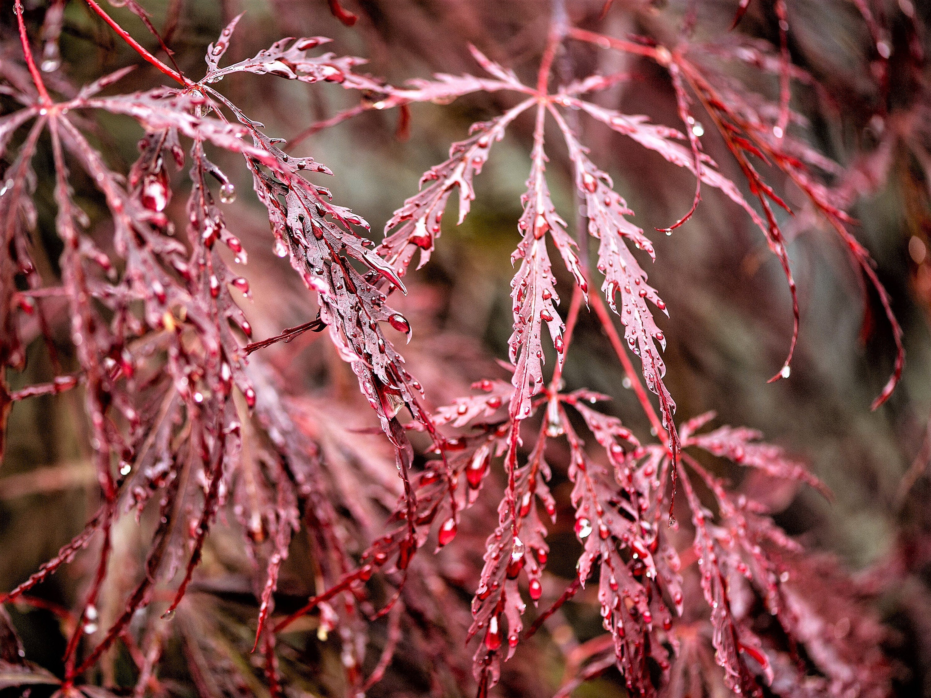 10 Red Dwarf Japanese LACELEAF MAPLE Tree Lace Blood Acer Palmatum Atropurpureum Dissectum Shrub Seeds - Image 2