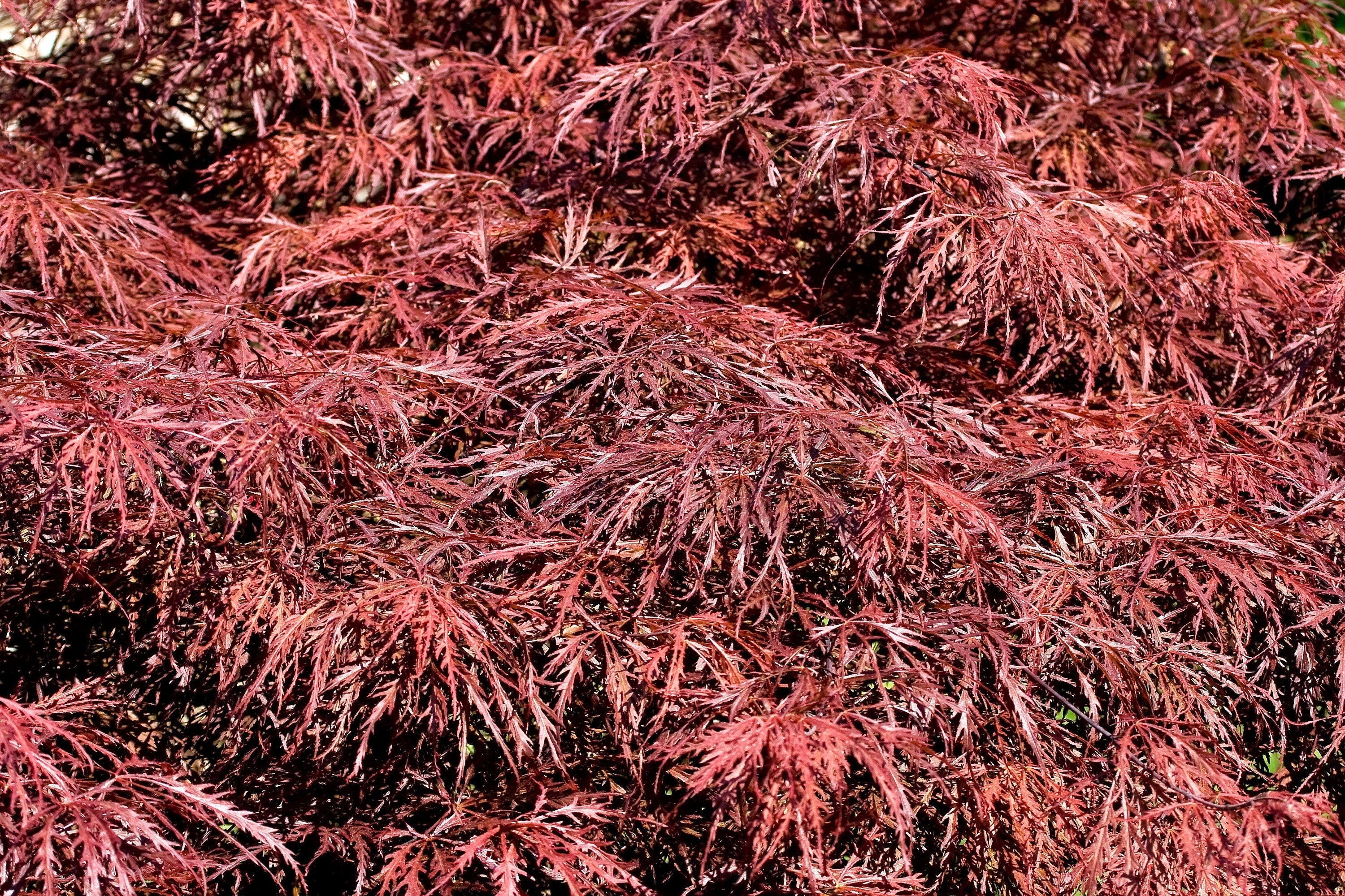10 Red Dwarf Japanese LACELEAF MAPLE Tree Lace Blood Acer Palmatum Atropurpureum Dissectum Shrub Seeds - Image 3