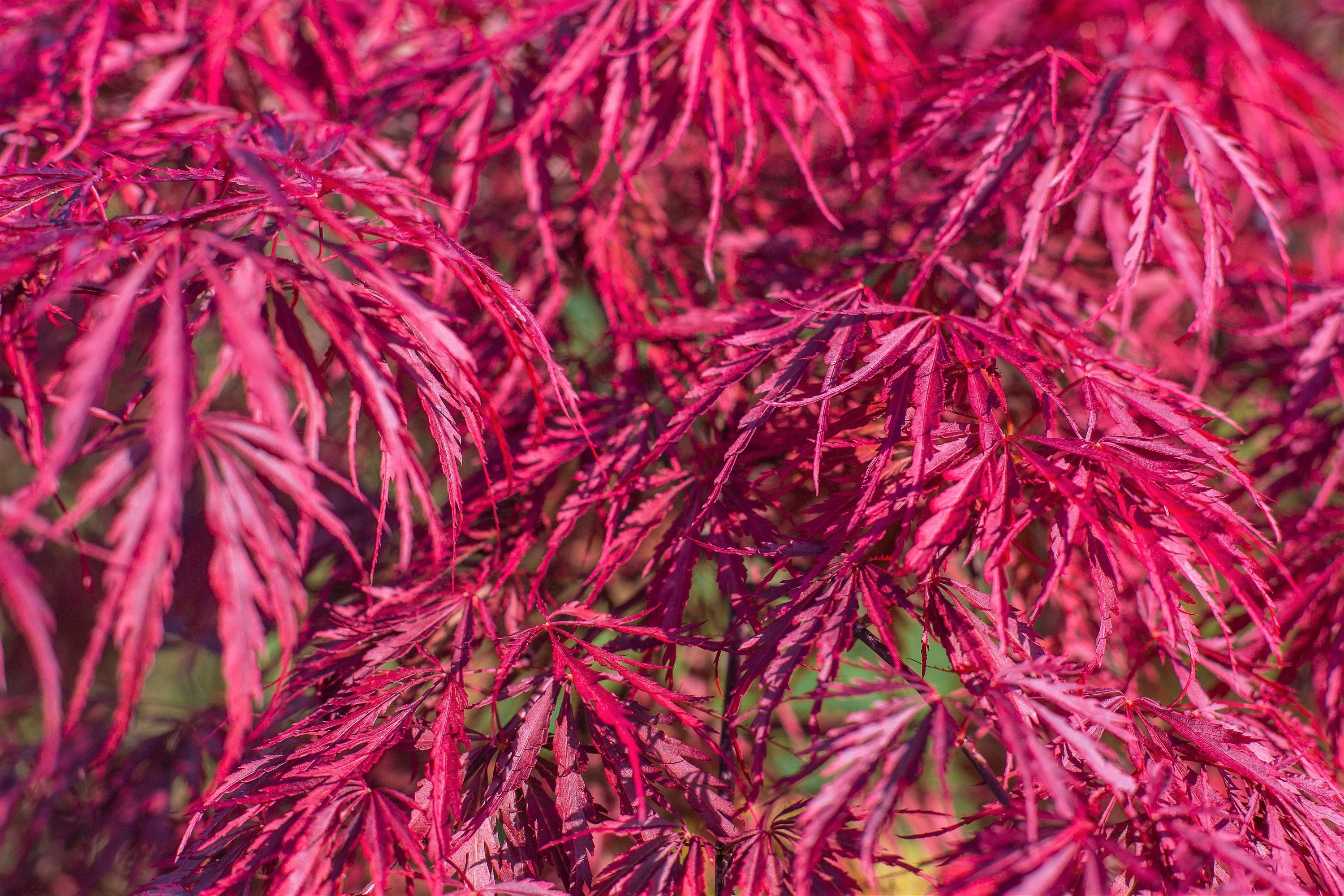 10 Red Dwarf Japanese LACELEAF MAPLE Tree Lace Blood Acer Palmatum Atropurpureum Dissectum Shrub Seeds - Image 4