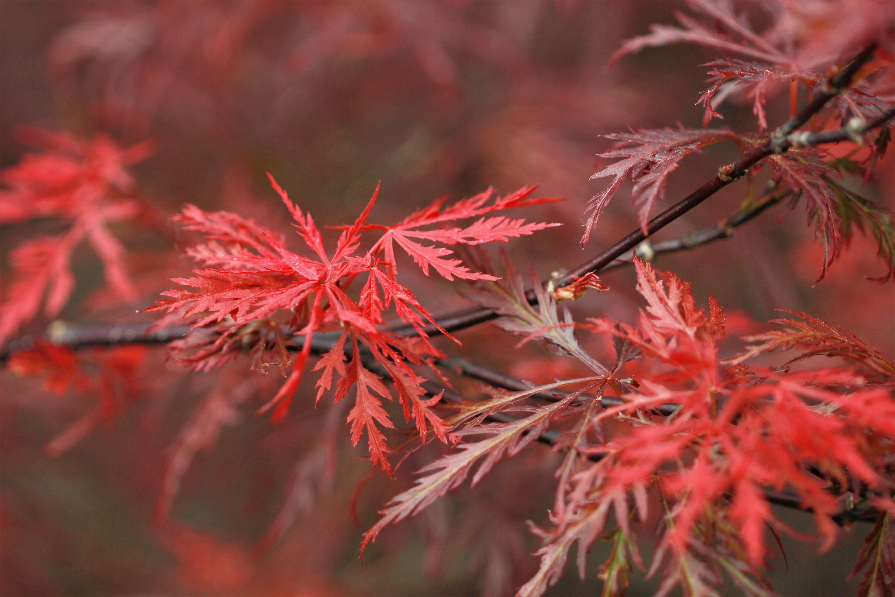 10 Red Dwarf Japanese LACELEAF MAPLE Tree Lace Blood Acer Palmatum Atropurpureum Dissectum Shrub Seeds - Image 5