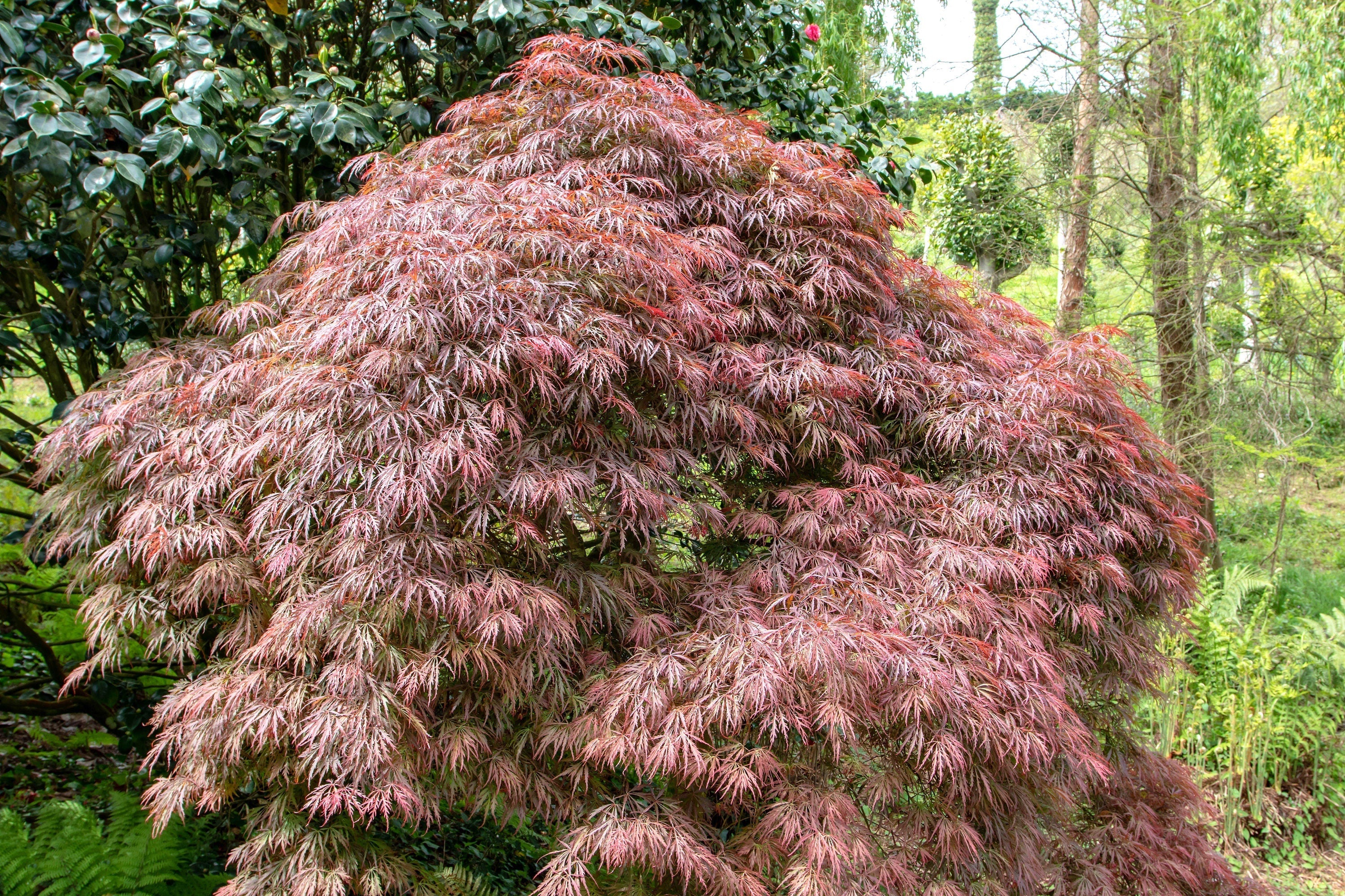 10 Red Dwarf Japanese LACELEAF MAPLE Tree Lace Blood Acer Palmatum Atropurpureum Dissectum Shrub Seeds - Image 6