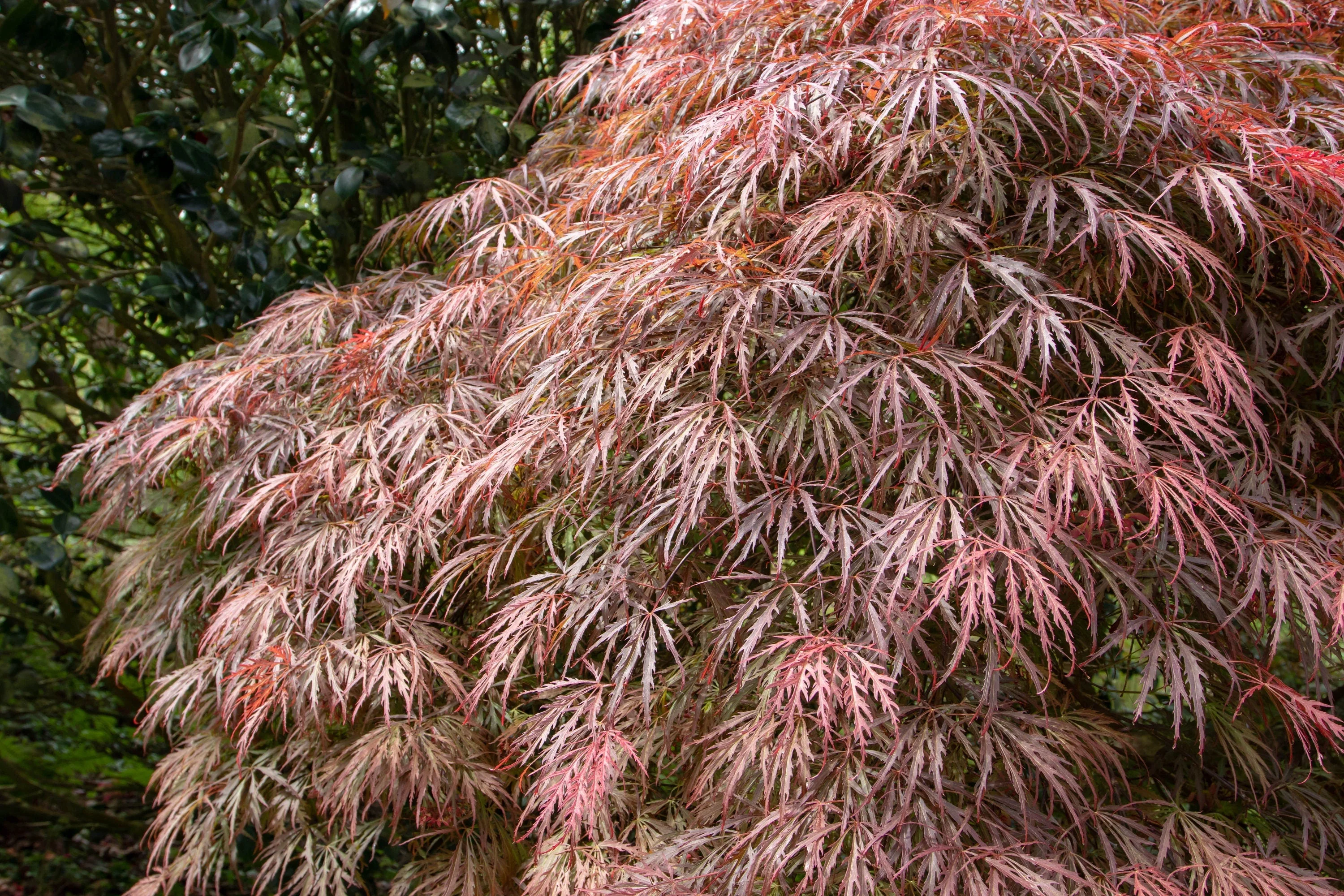 10 Red Dwarf Japanese LACELEAF MAPLE Tree Lace Blood Acer Palmatum Atropurpureum Dissectum Shrub Seeds - Image 7