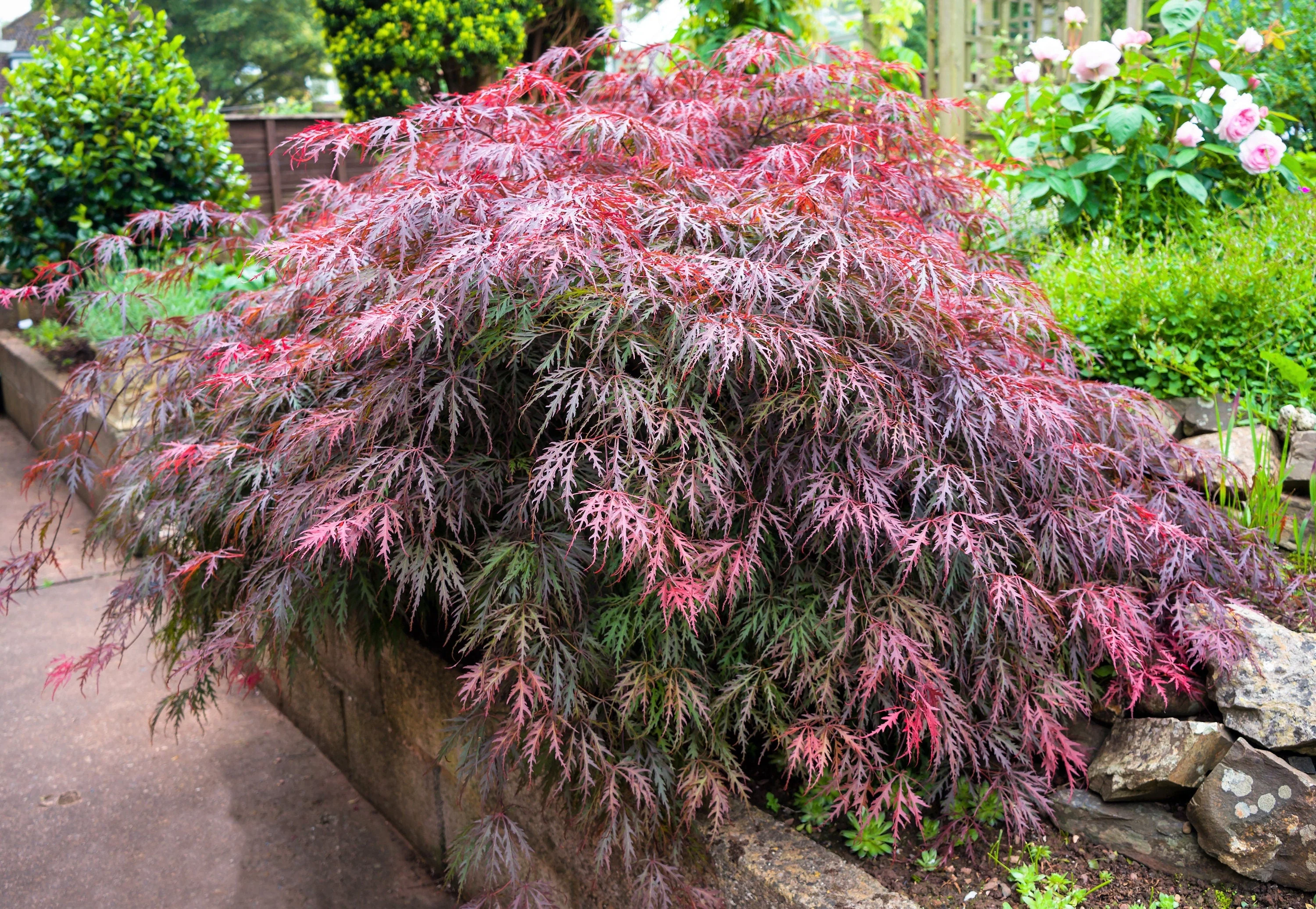 10 Red Dwarf Japanese LACELEAF MAPLE Tree Lace Blood Acer Palmatum Atropurpureum Dissectum Shrub Seeds - Image 8