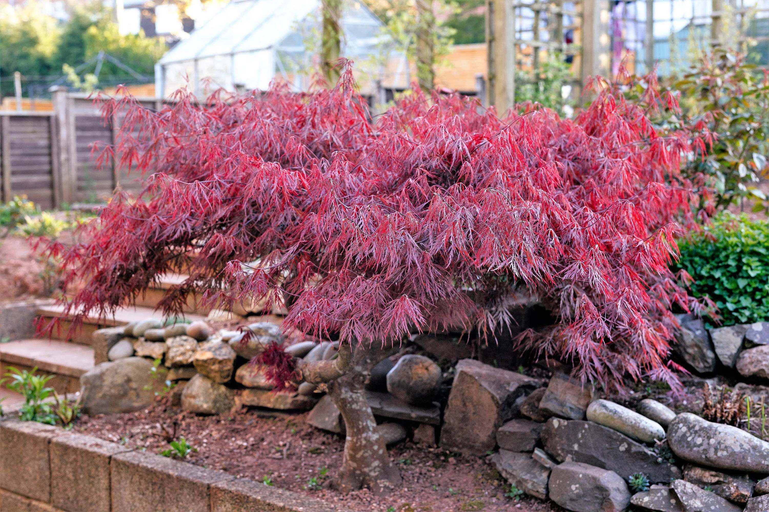 10 Red Dwarf Japanese LACELEAF MAPLE Tree Lace Blood Acer Palmatum Atropurpureum Dissectum Shrub Seeds - Image 9