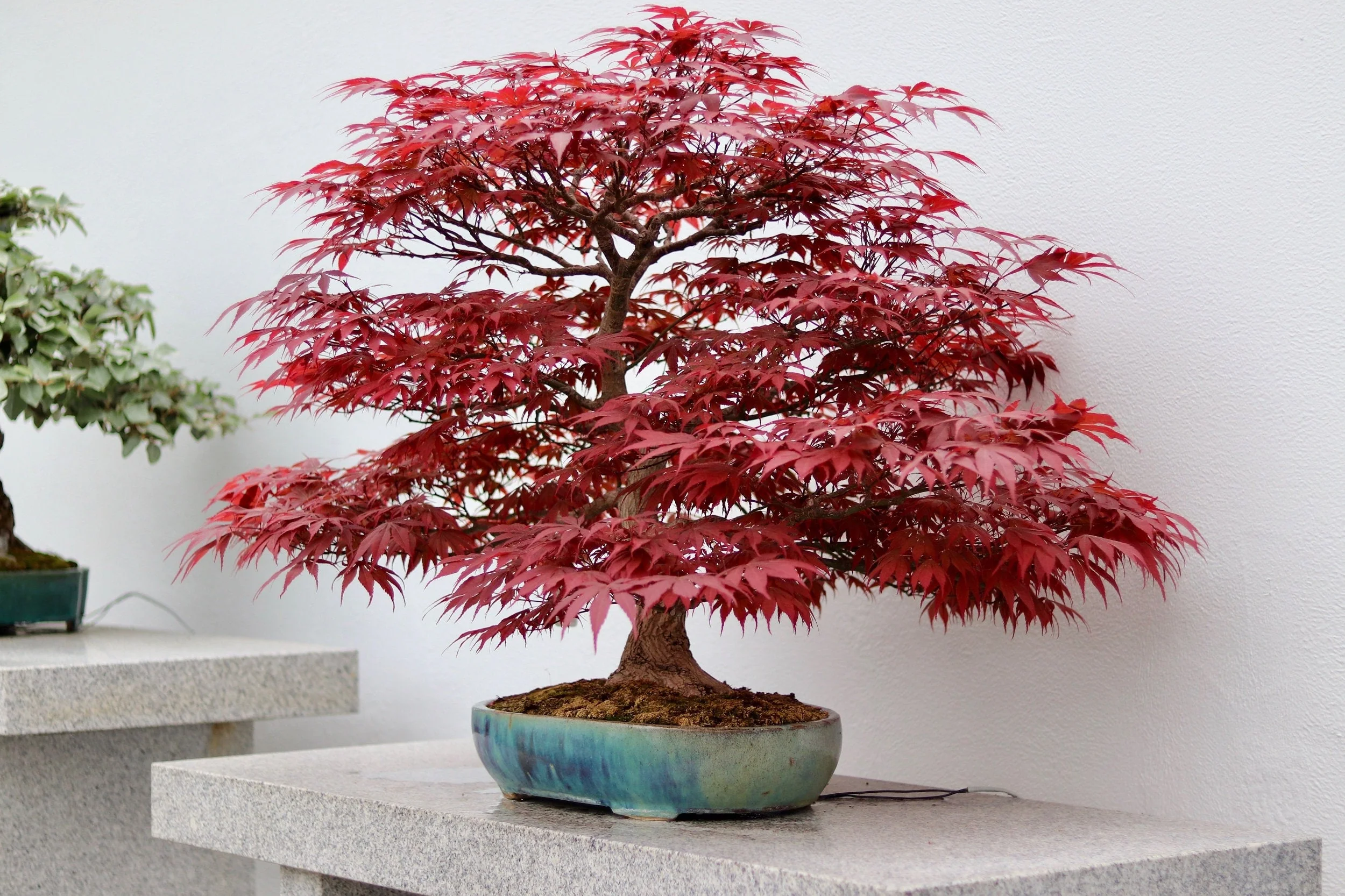 10 RED JAPANESE MAPLE Tree Bloodgood Ornamental Acer Palmatum Seeds - Image 10