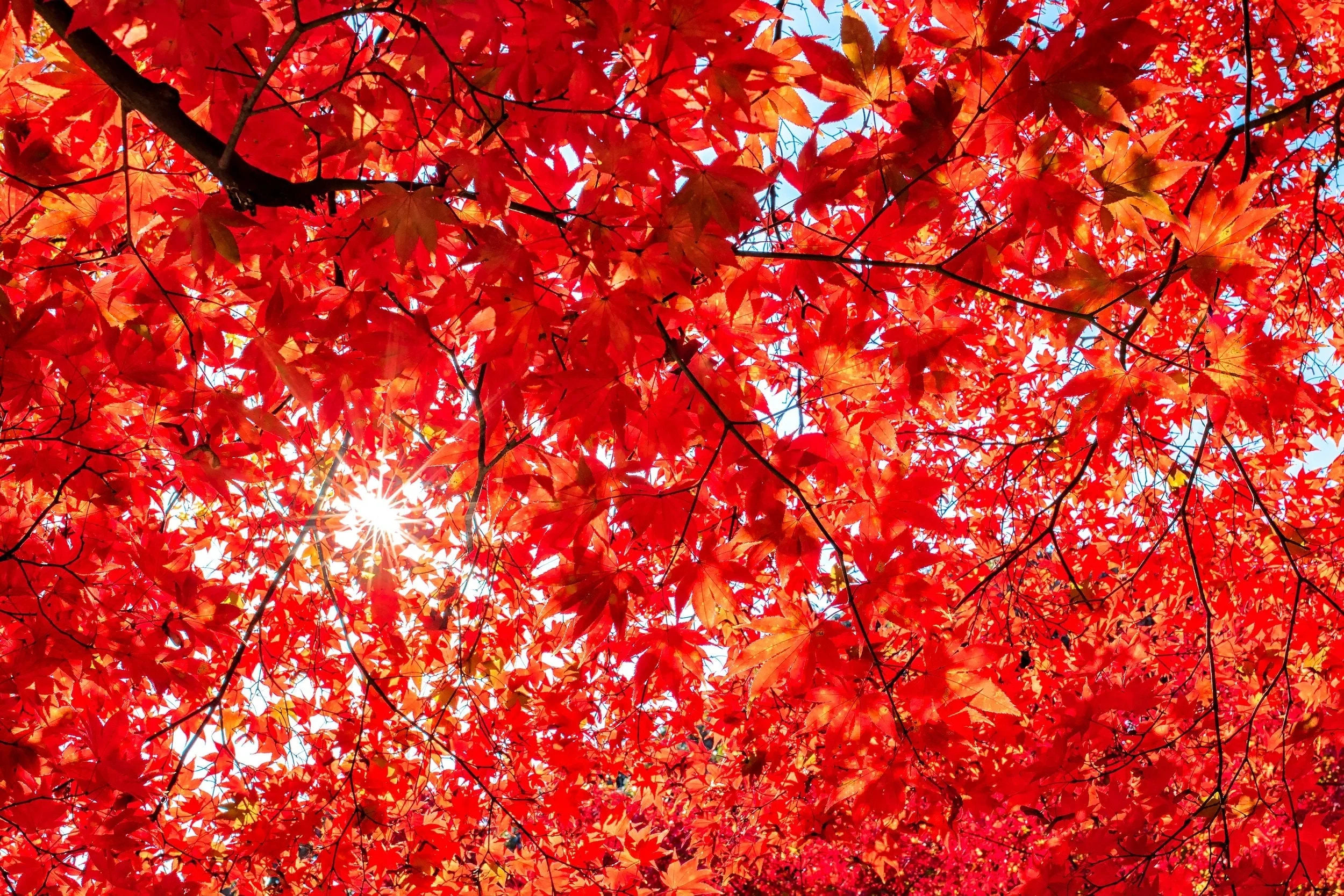 10 RED JAPANESE MAPLE Tree Bloodgood Ornamental Acer Palmatum Seeds - Image 2