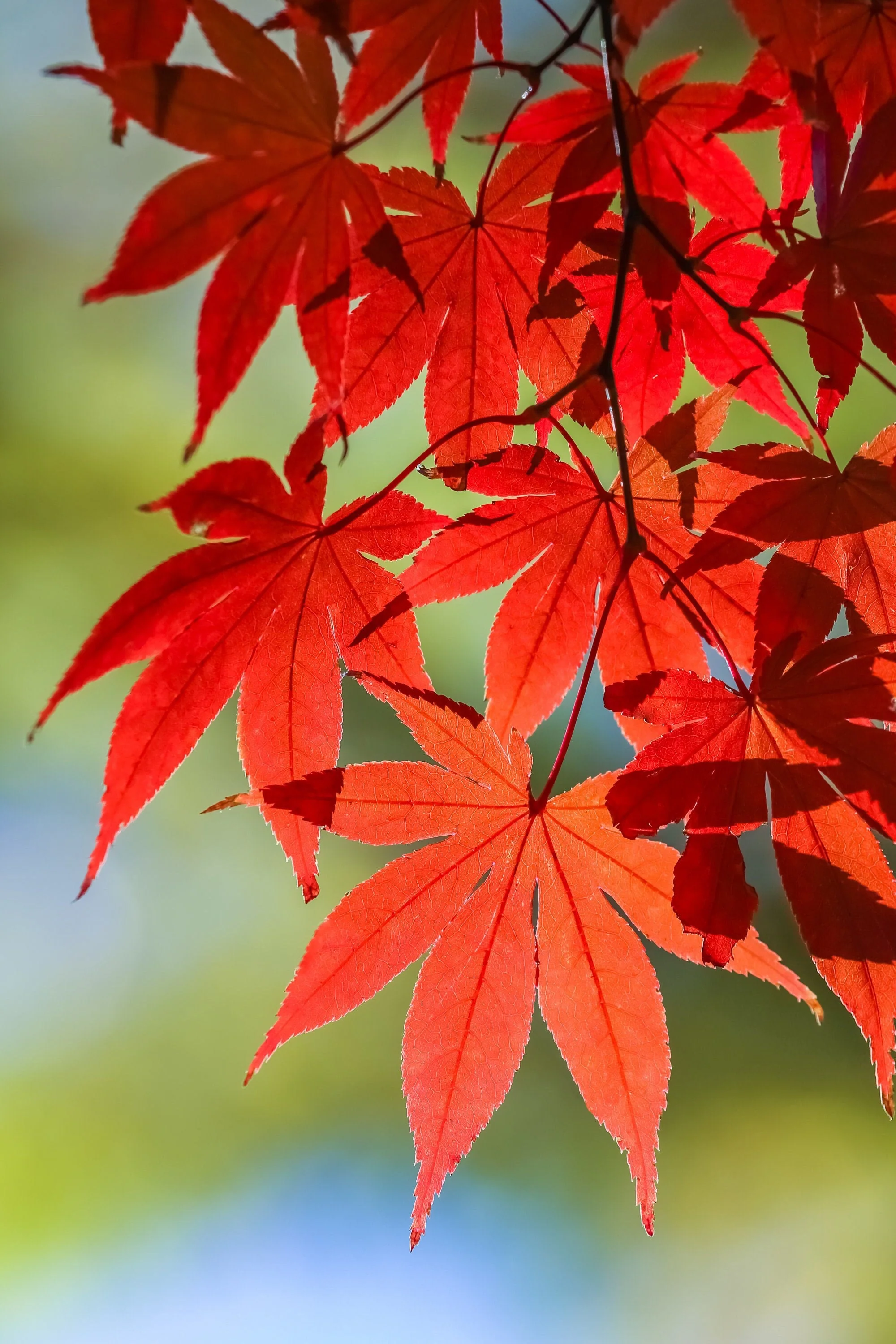10 RED JAPANESE MAPLE Tree Bloodgood Ornamental Acer Palmatum Seeds - Image 3