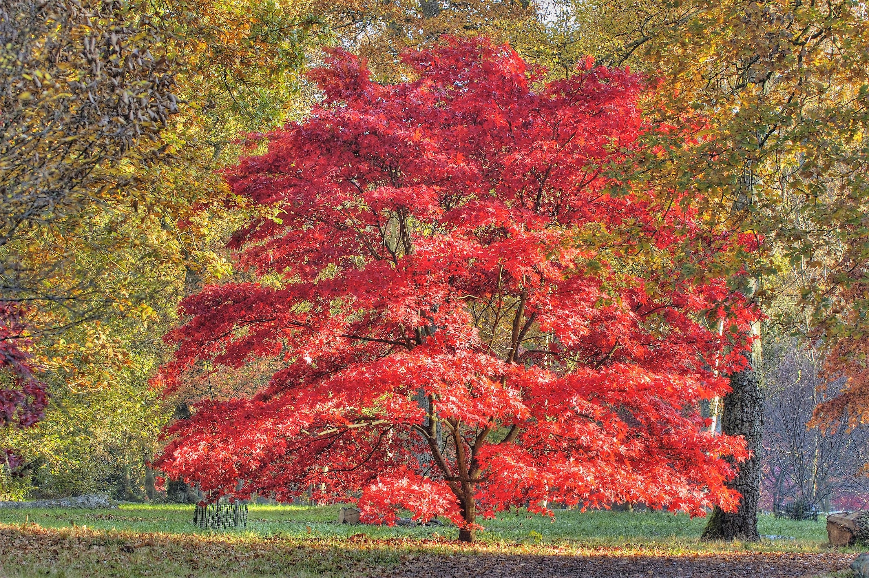 10 RED JAPANESE MAPLE Tree Bloodgood Ornamental Acer Palmatum Seeds - Image 4