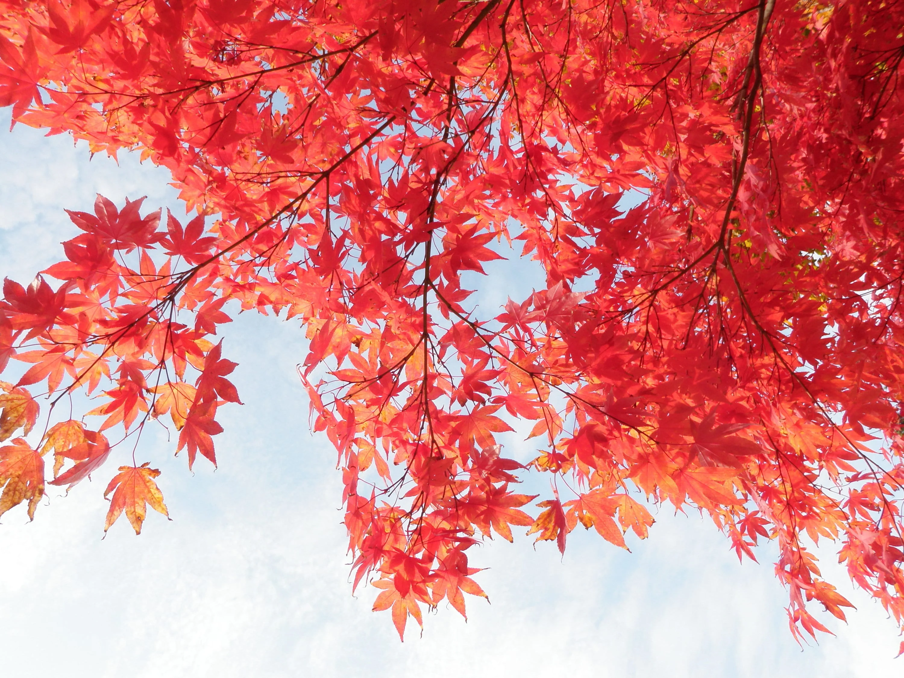 10 RED JAPANESE MAPLE Tree Bloodgood Ornamental Acer Palmatum Seeds - Image 5