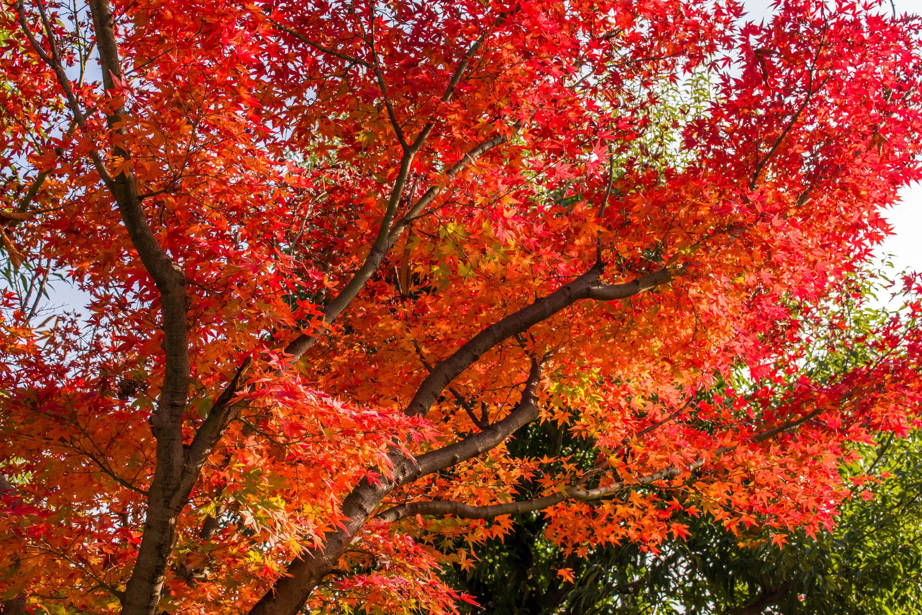 10 RED JAPANESE MAPLE Tree Bloodgood Ornamental Acer Palmatum Seeds - Image 6