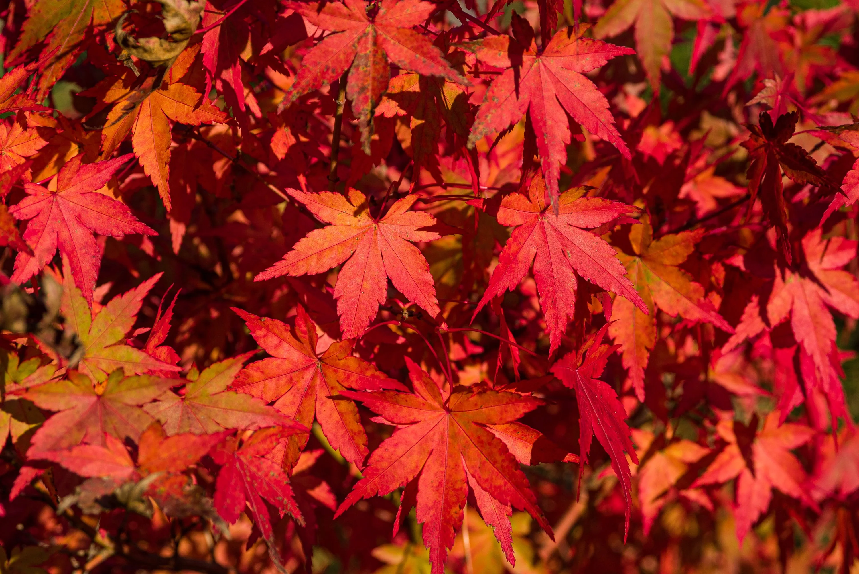 10 RED JAPANESE MAPLE Tree Bloodgood Ornamental Acer Palmatum Seeds - Image 7