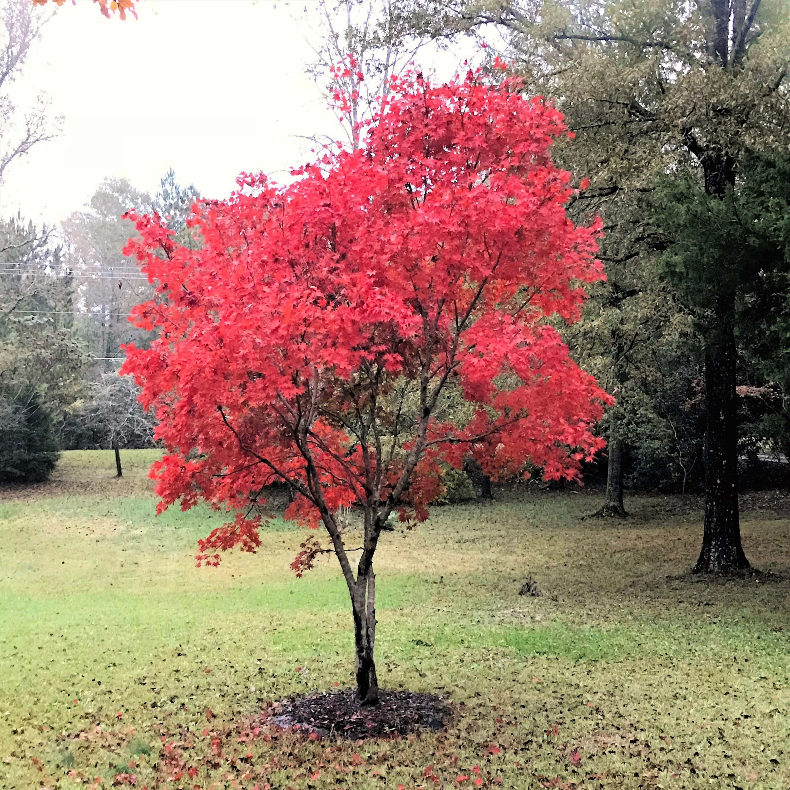 10 RED JAPANESE MAPLE Tree Bloodgood Ornamental Acer Palmatum Seeds - Image 8