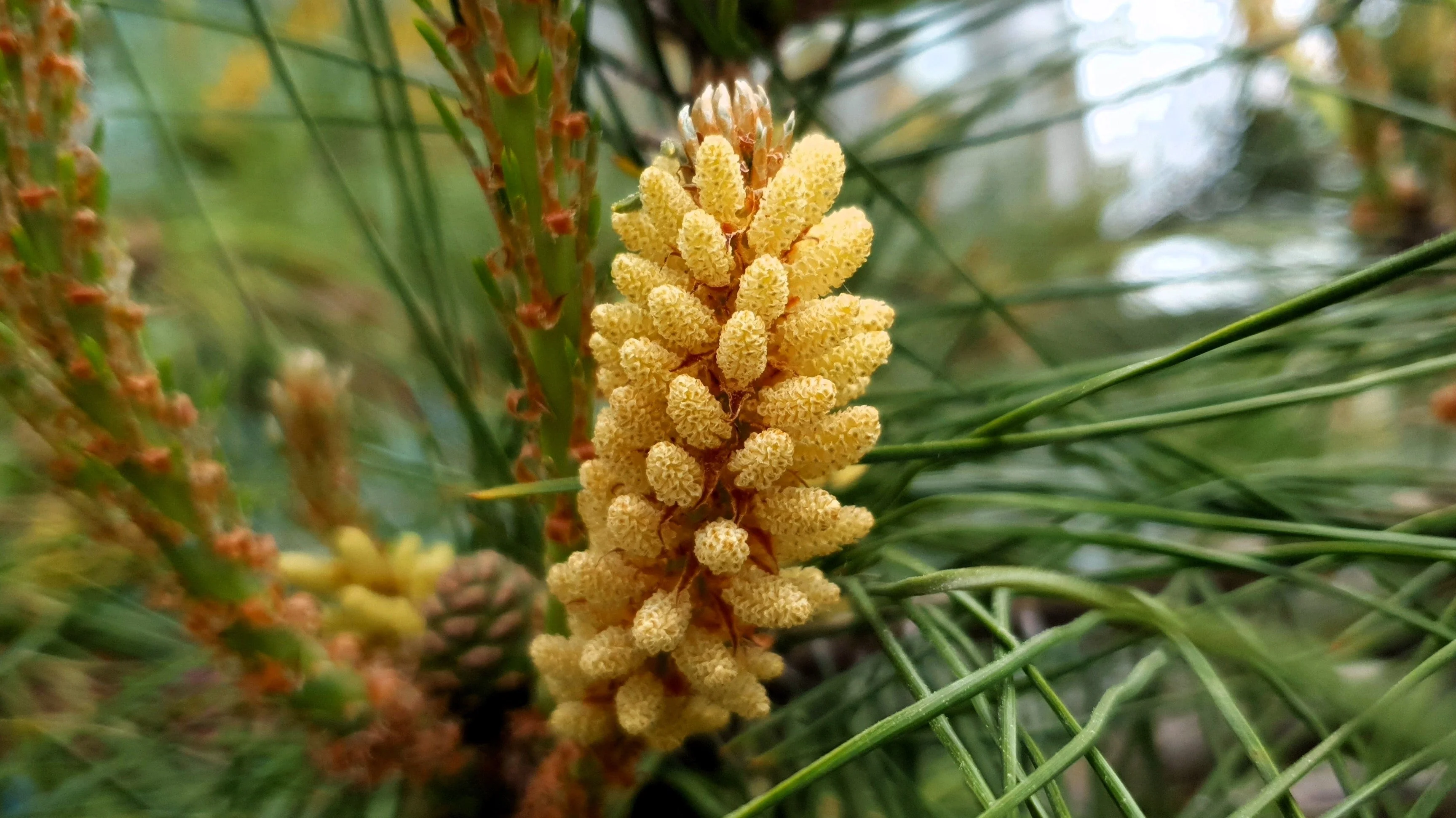 10 RED Japanese PINE TREE Korean Pinus Densiflora Evergreen Seeds - Image 10