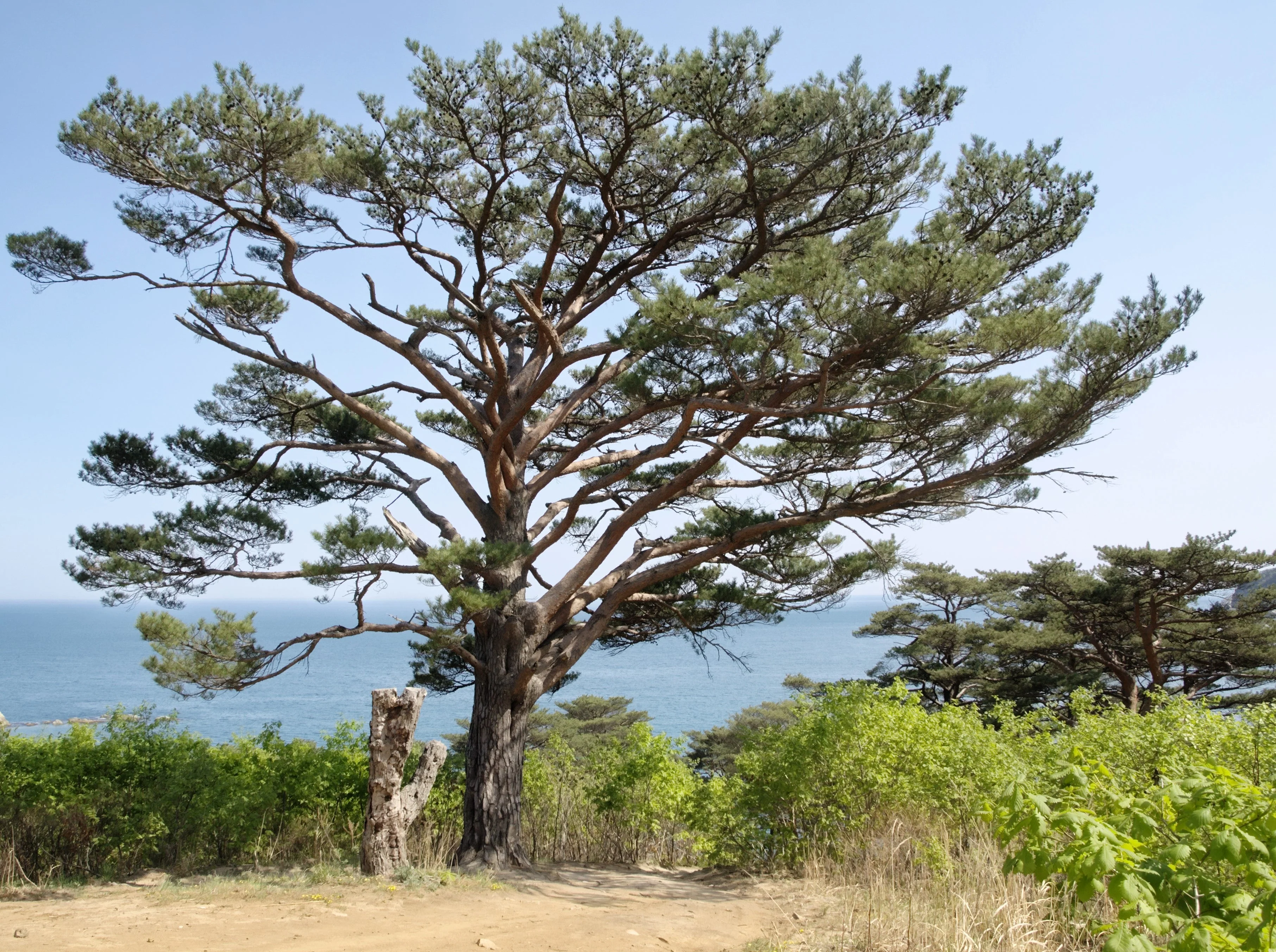 10 RED Japanese PINE TREE Korean Pinus Densiflora Evergreen Seeds - Image 11