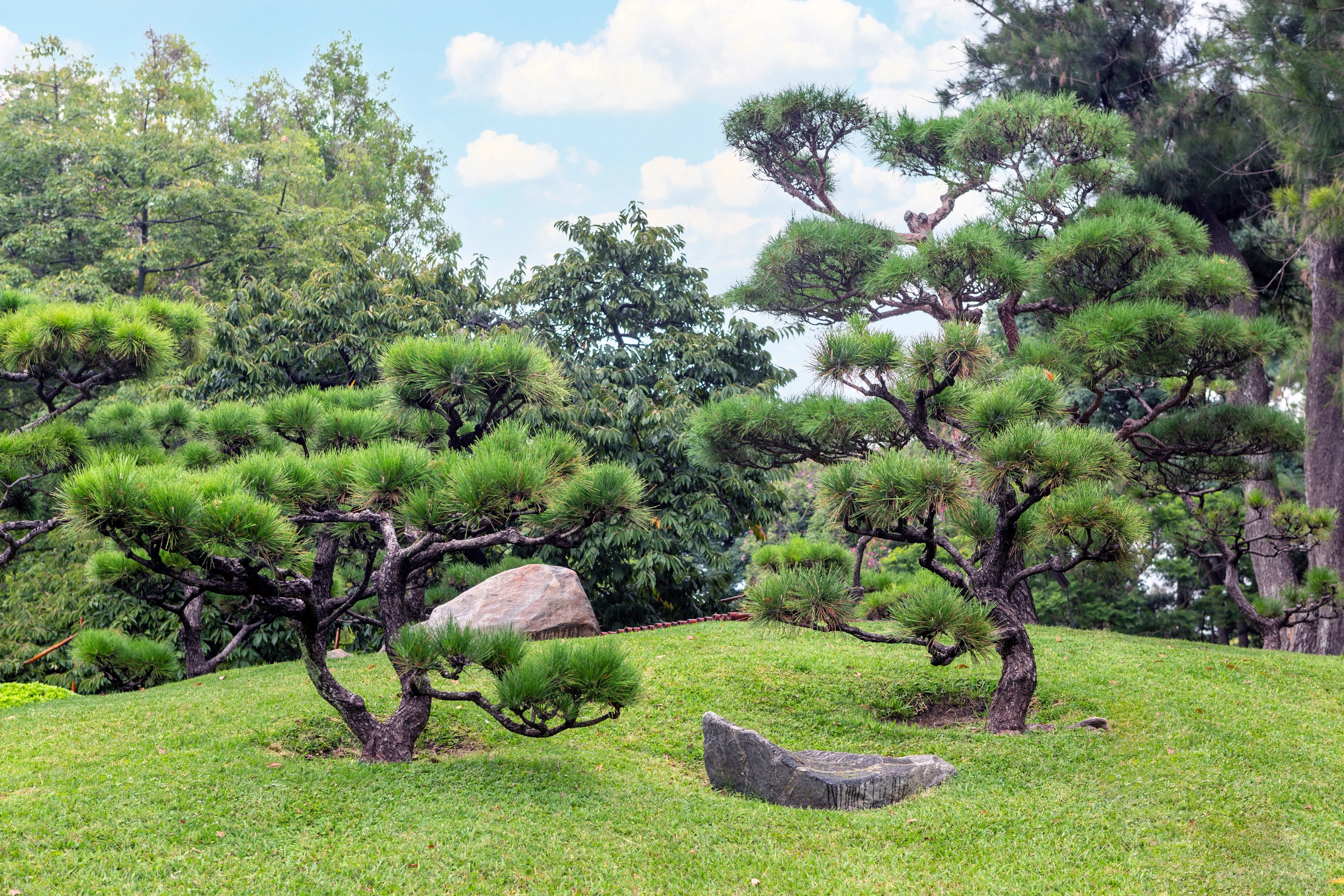 10 RED Japanese PINE TREE Korean Pinus Densiflora Evergreen Seeds - Image 2