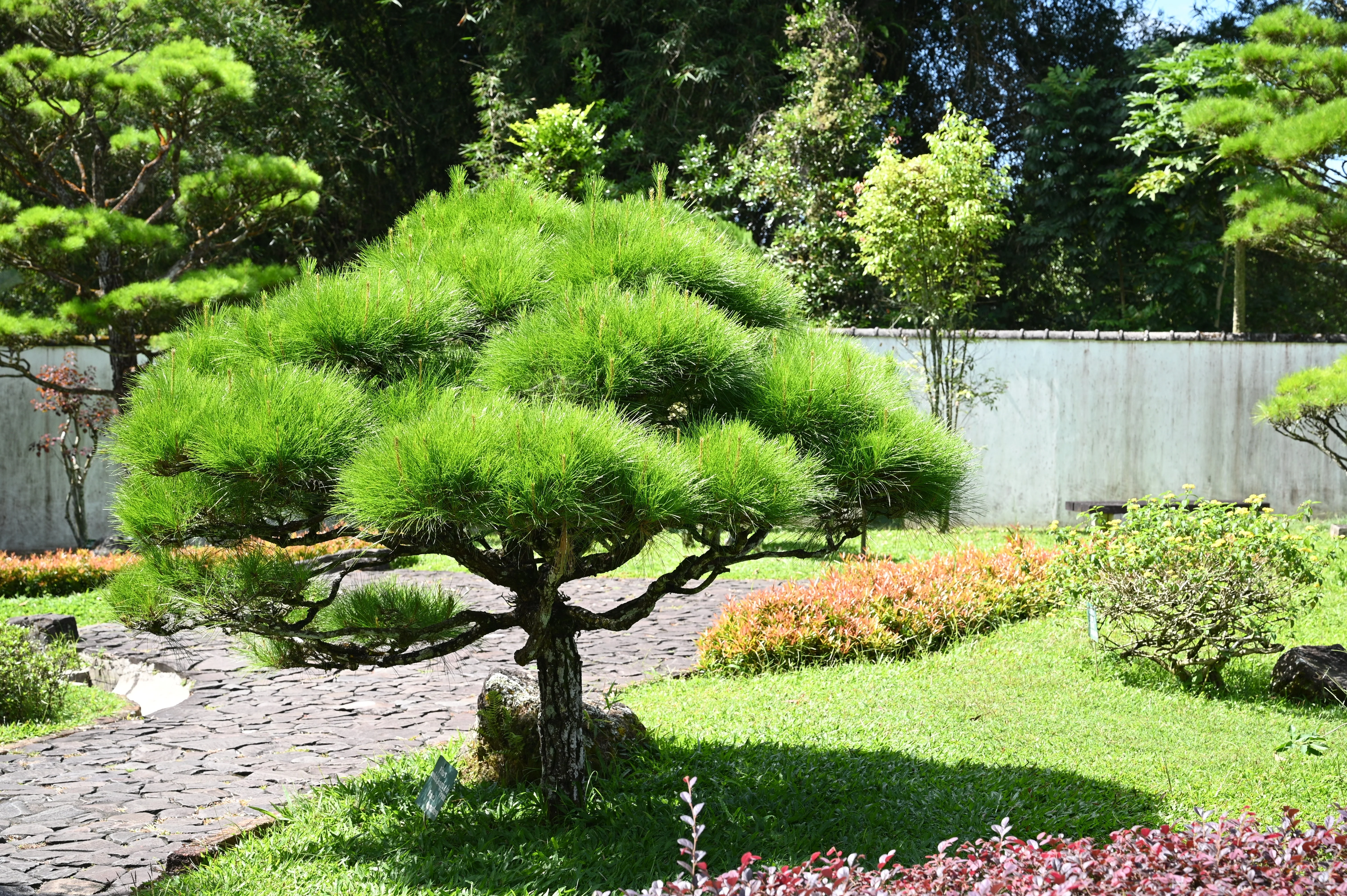 10 RED Japanese PINE TREE Korean Pinus Densiflora Evergreen Seeds - Image 3