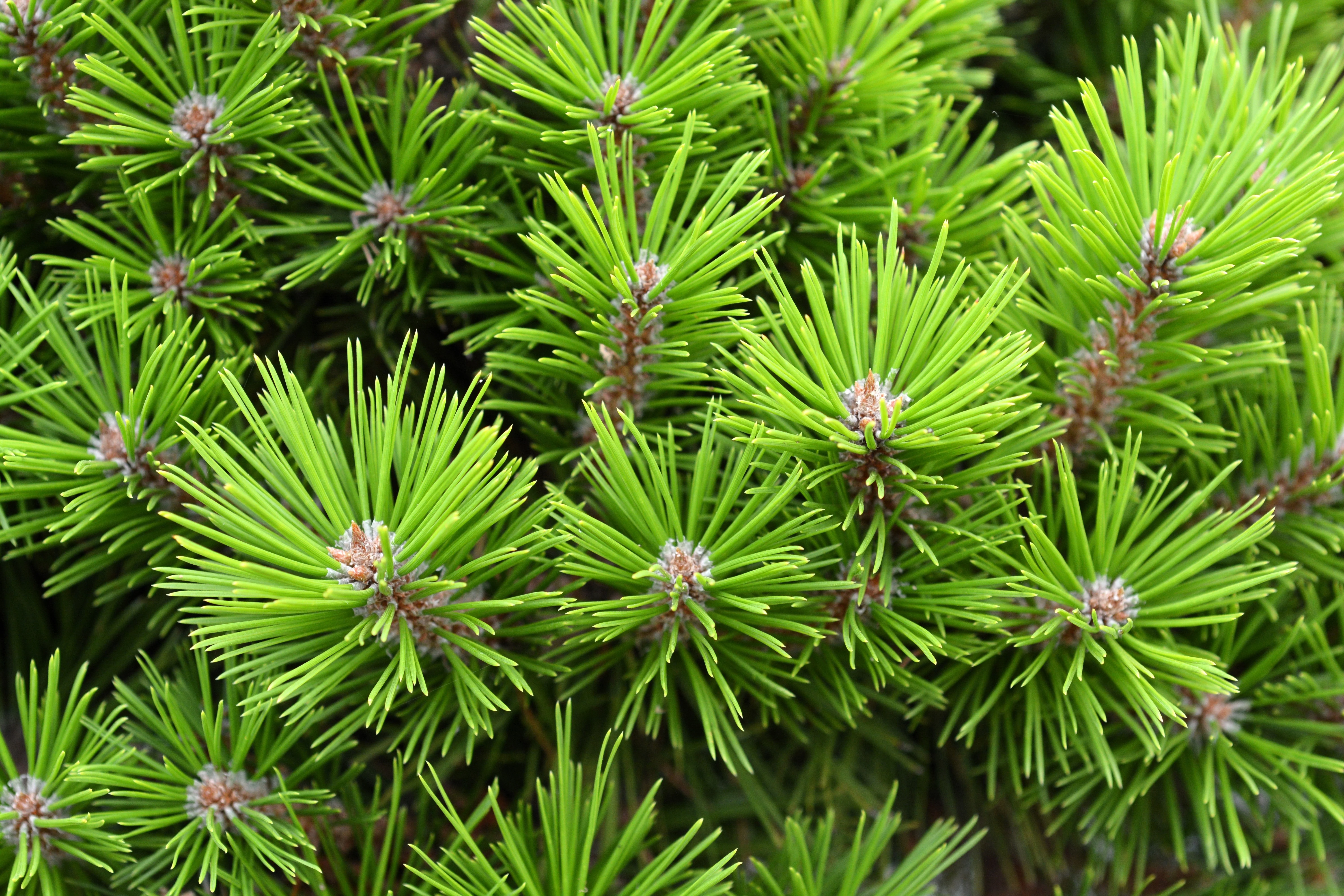 10 RED Japanese PINE TREE Korean Pinus Densiflora Evergreen Seeds - Image 5