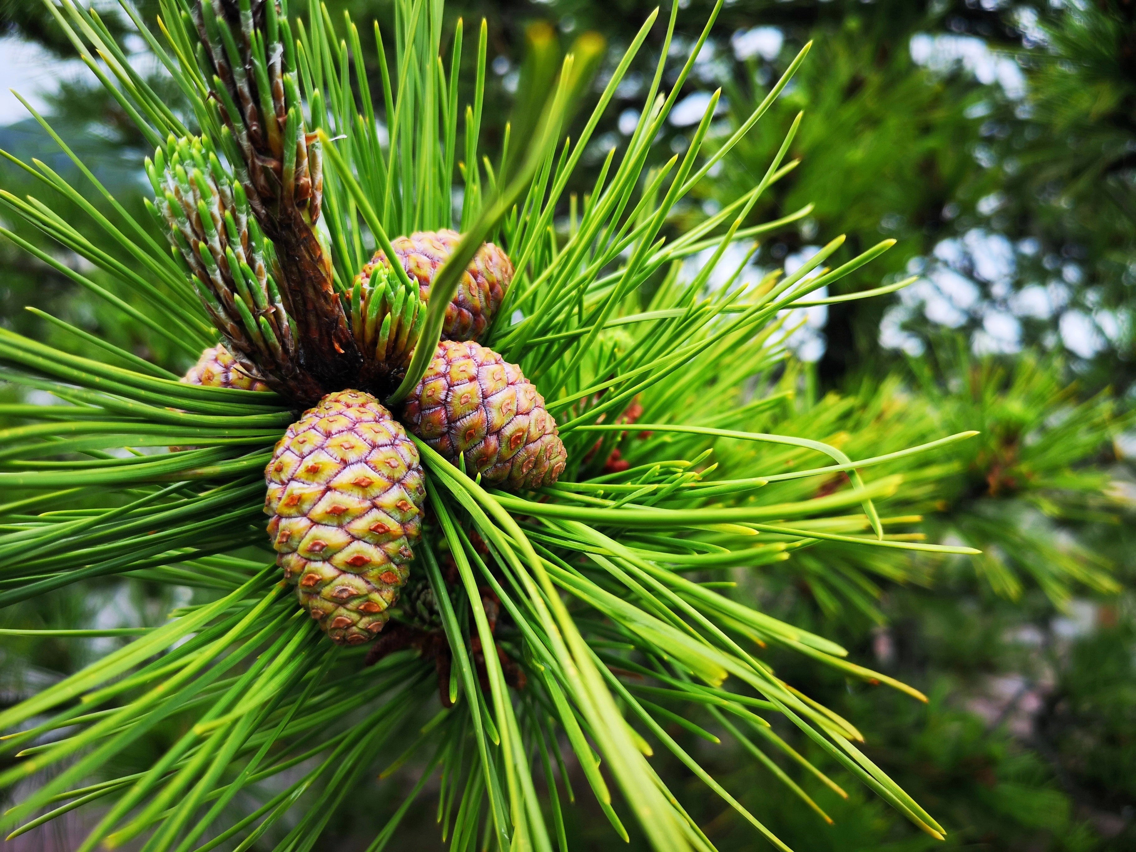 10 RED Japanese PINE TREE Korean Pinus Densiflora Evergreen Seeds - Image 6