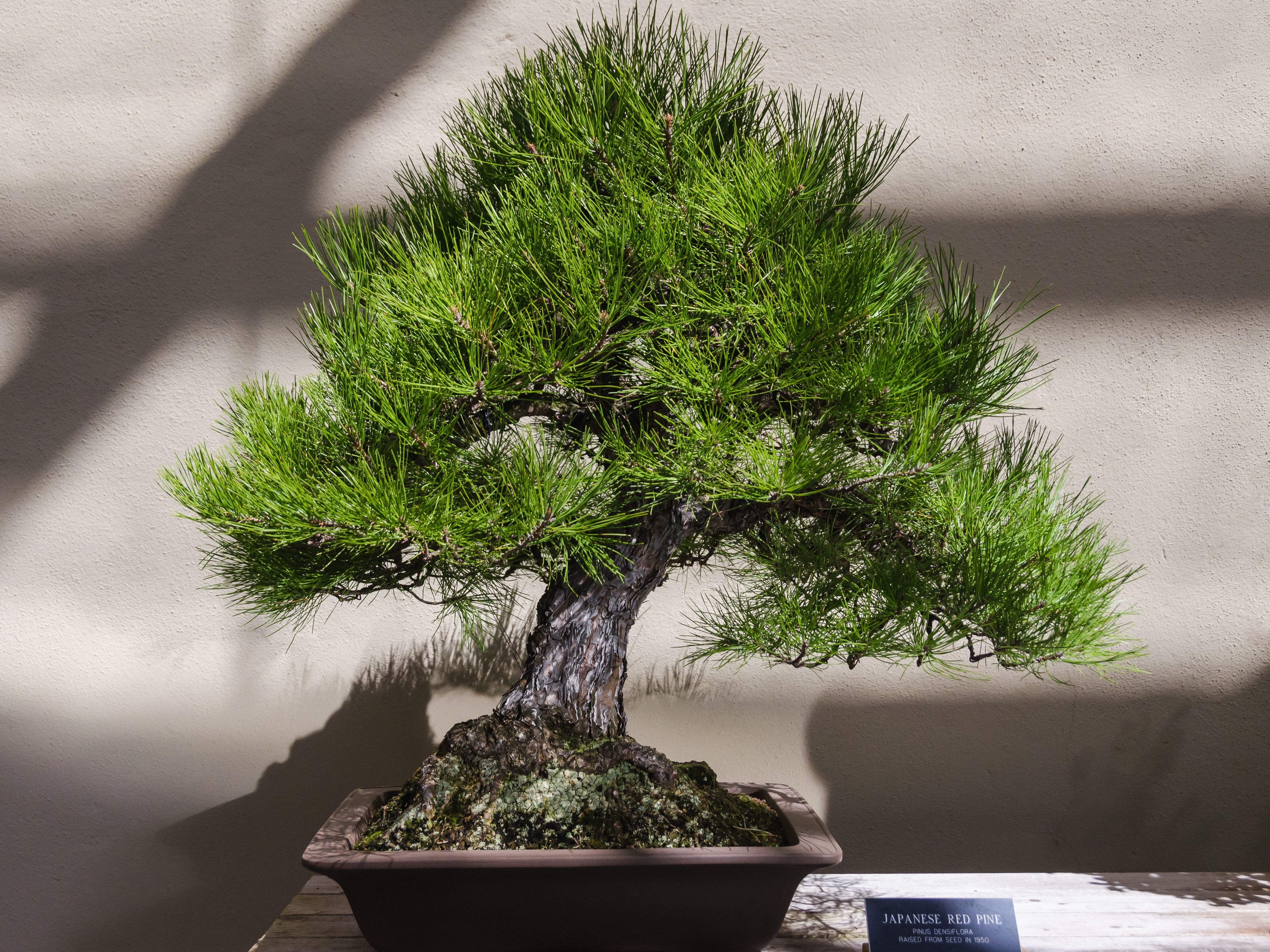 10 RED Japanese PINE TREE Korean Pinus Densiflora Evergreen Seeds - Image 7