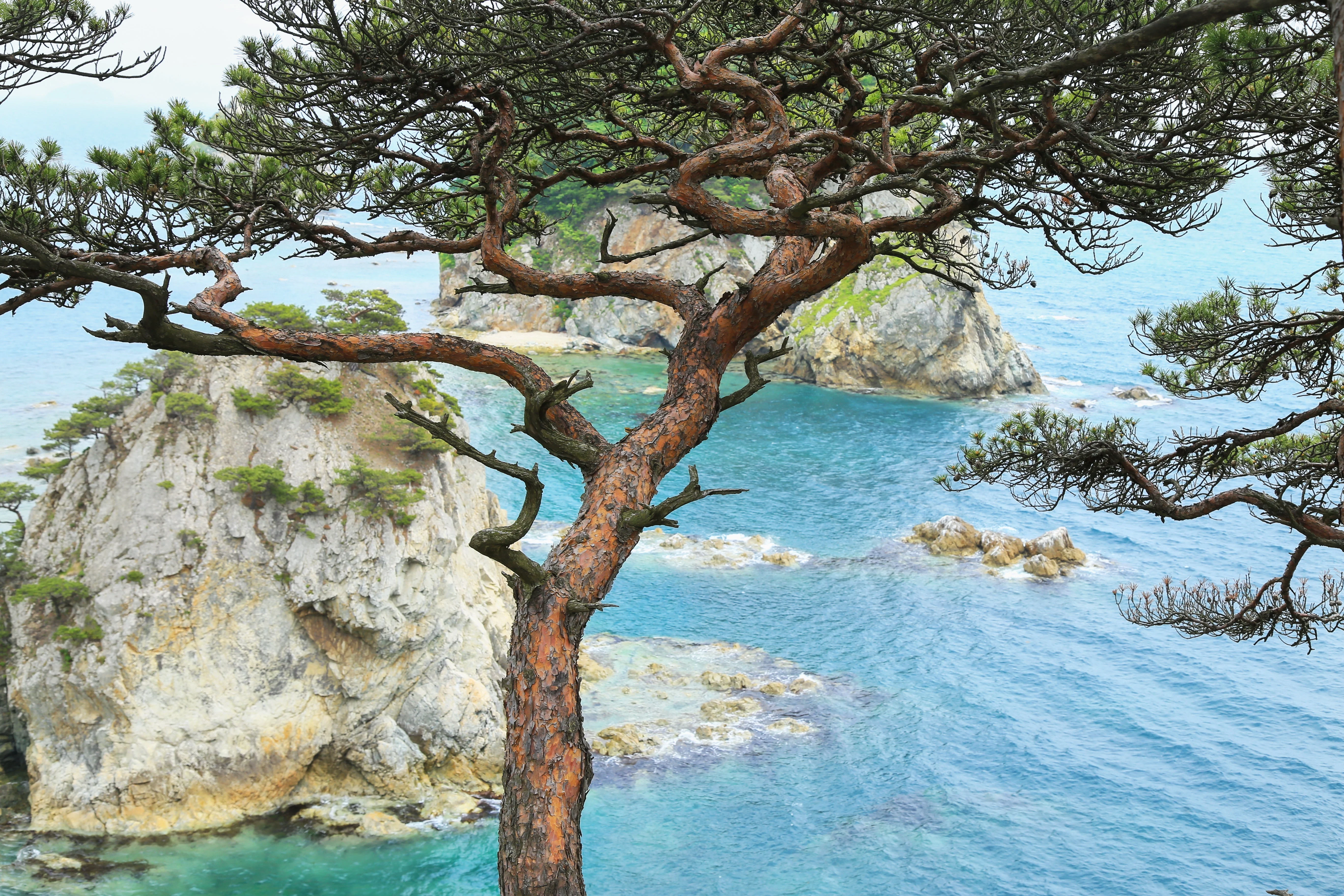 10 RED Japanese PINE TREE Korean Pinus Densiflora Evergreen Seeds - Image 8