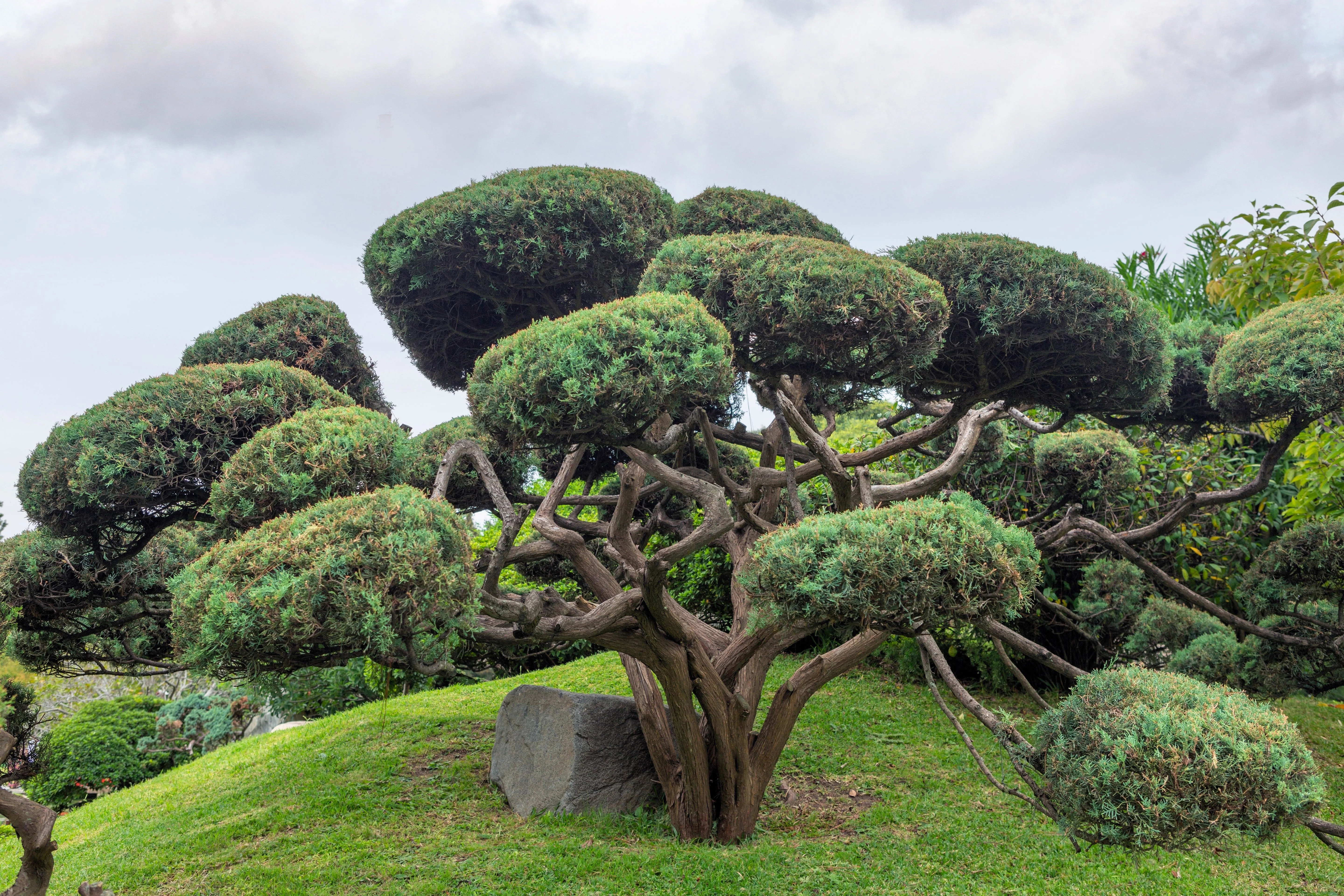 10 RED Japanese PINE TREE Korean Pinus Densiflora Evergreen Seeds - Image 9