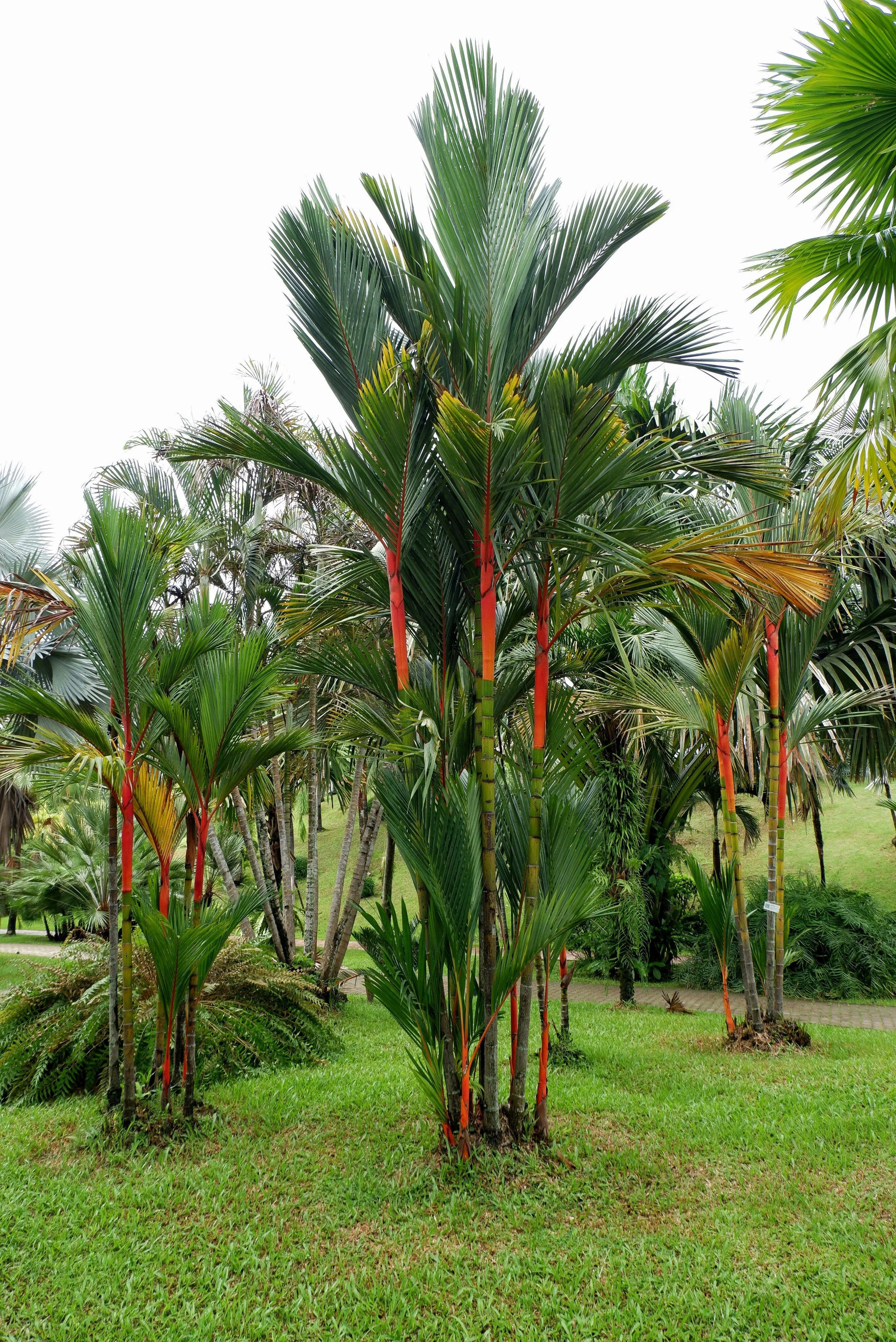 10 Red LIPSTICK PALM Sealing Wax Palm Cyrtostachys Renda Tree Houseplant Seeds - Image 10
