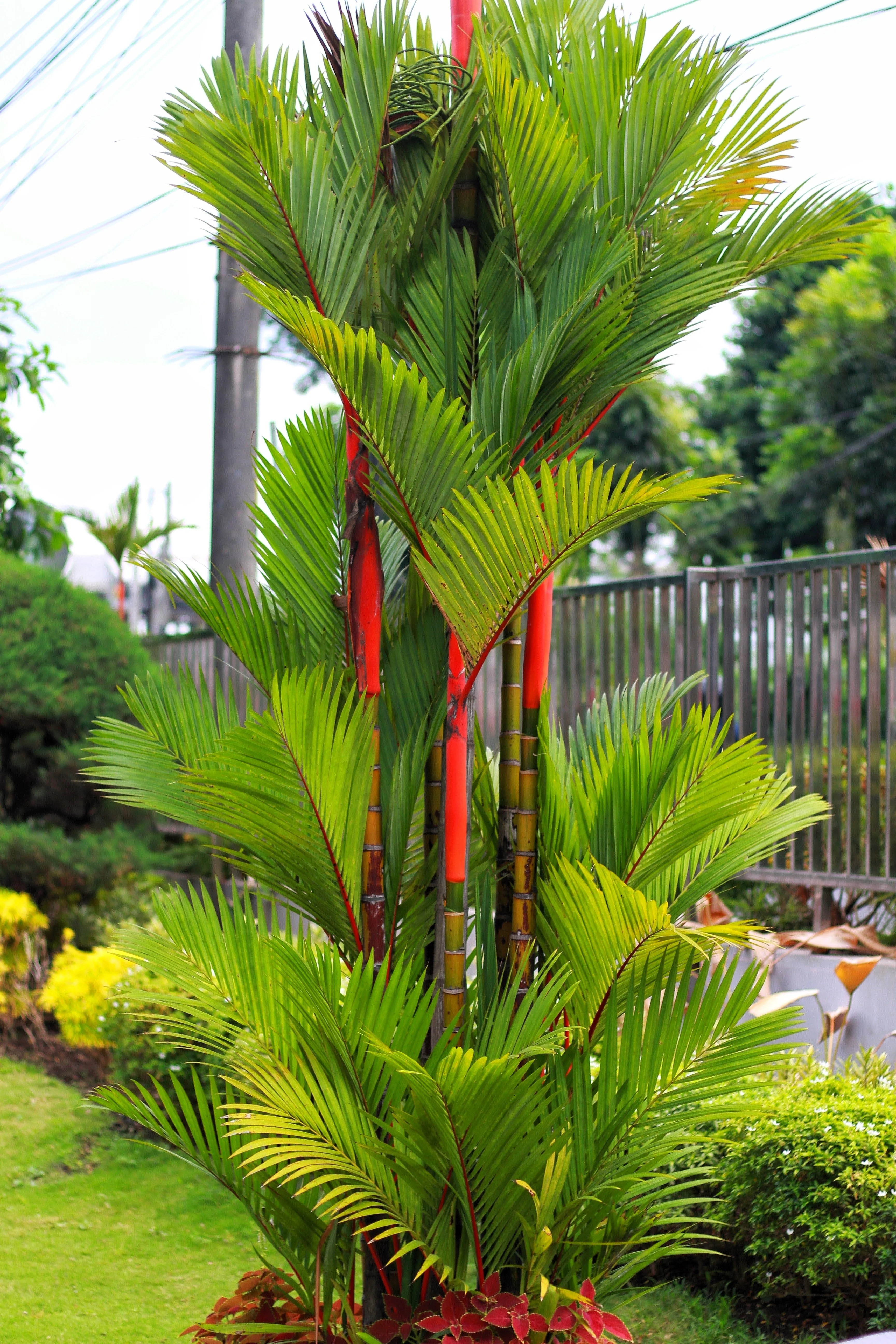 10 Red LIPSTICK PALM Sealing Wax Palm Cyrtostachys Renda Tree Houseplant Seeds - Image 11