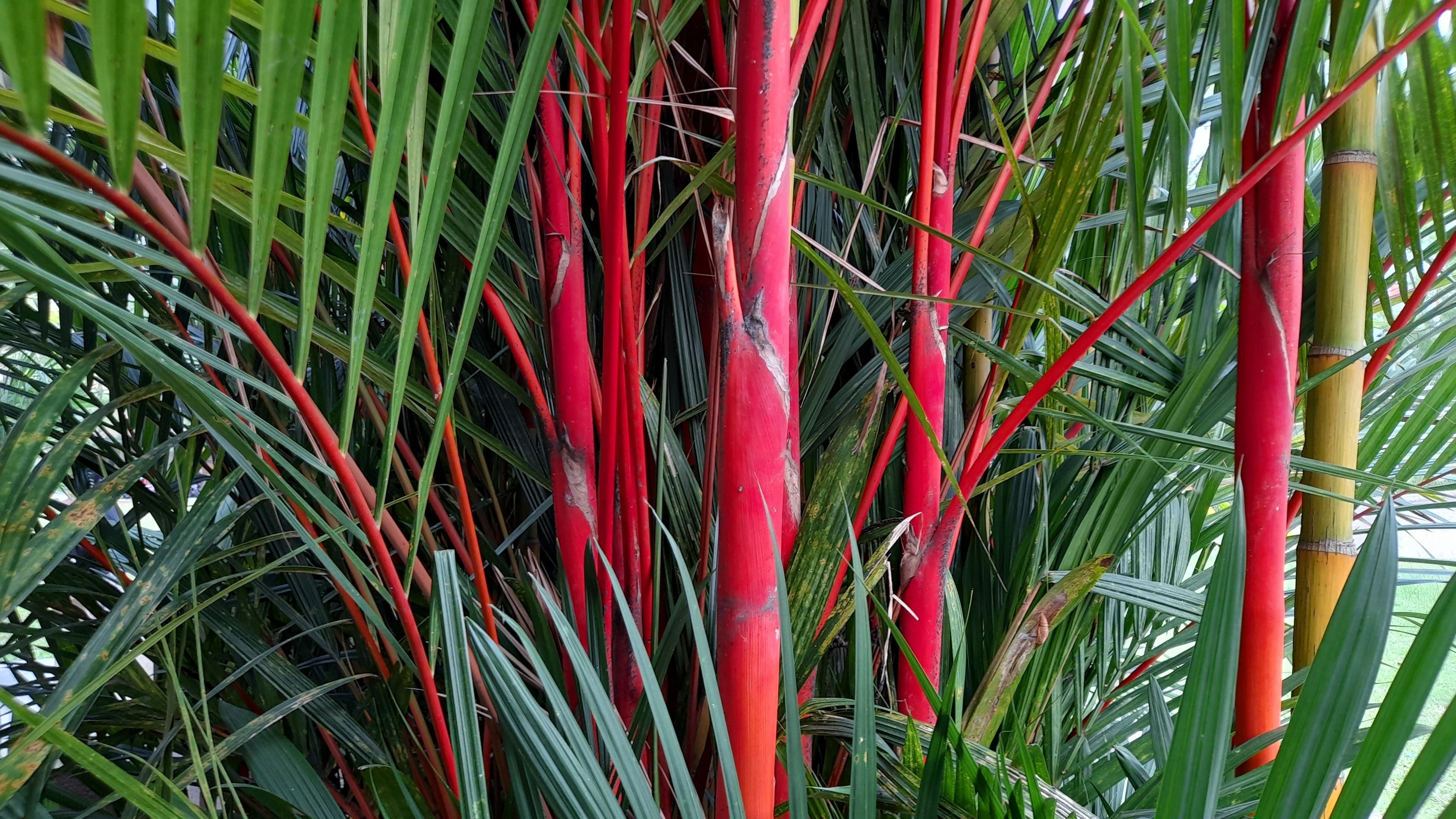 10 Red LIPSTICK PALM Sealing Wax Palm Cyrtostachys Renda Tree Houseplant Seeds - Image 12
