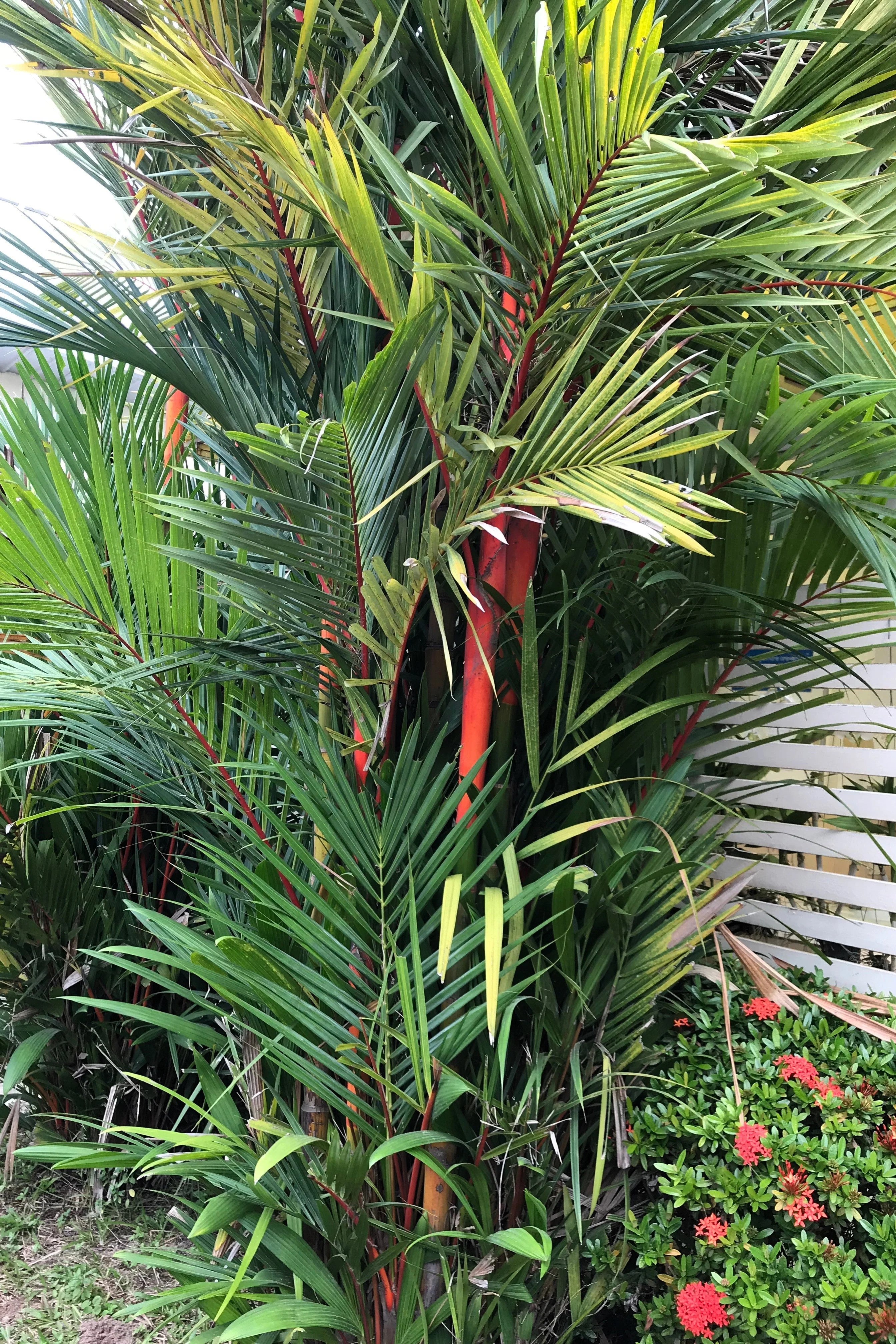 10 Red LIPSTICK PALM Sealing Wax Palm Cyrtostachys Renda Tree Houseplant Seeds - Image 14