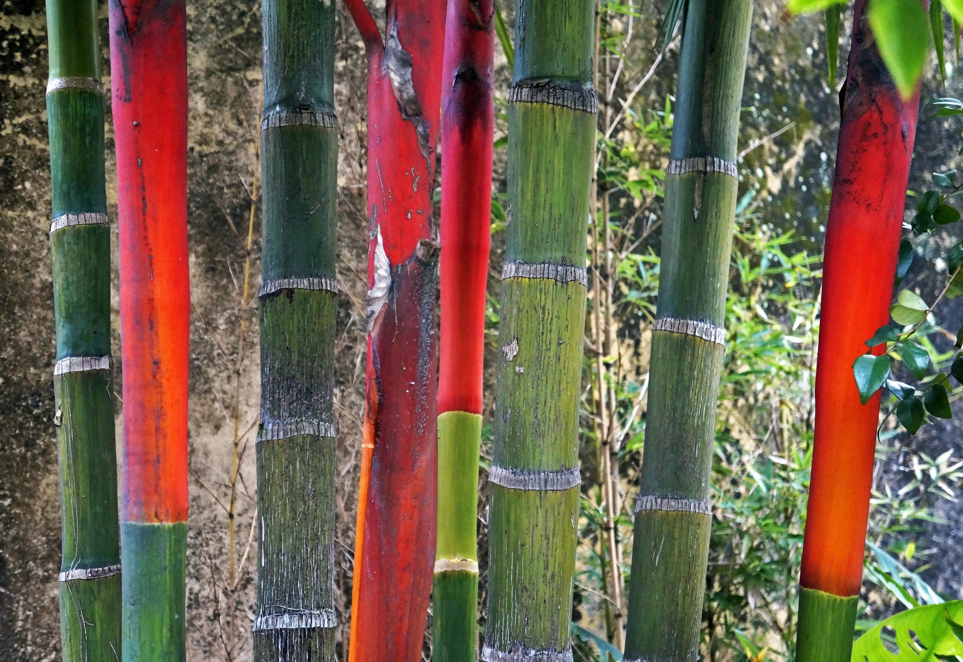 10 Red LIPSTICK PALM Sealing Wax Palm Cyrtostachys Renda Tree Houseplant Seeds - Image 2