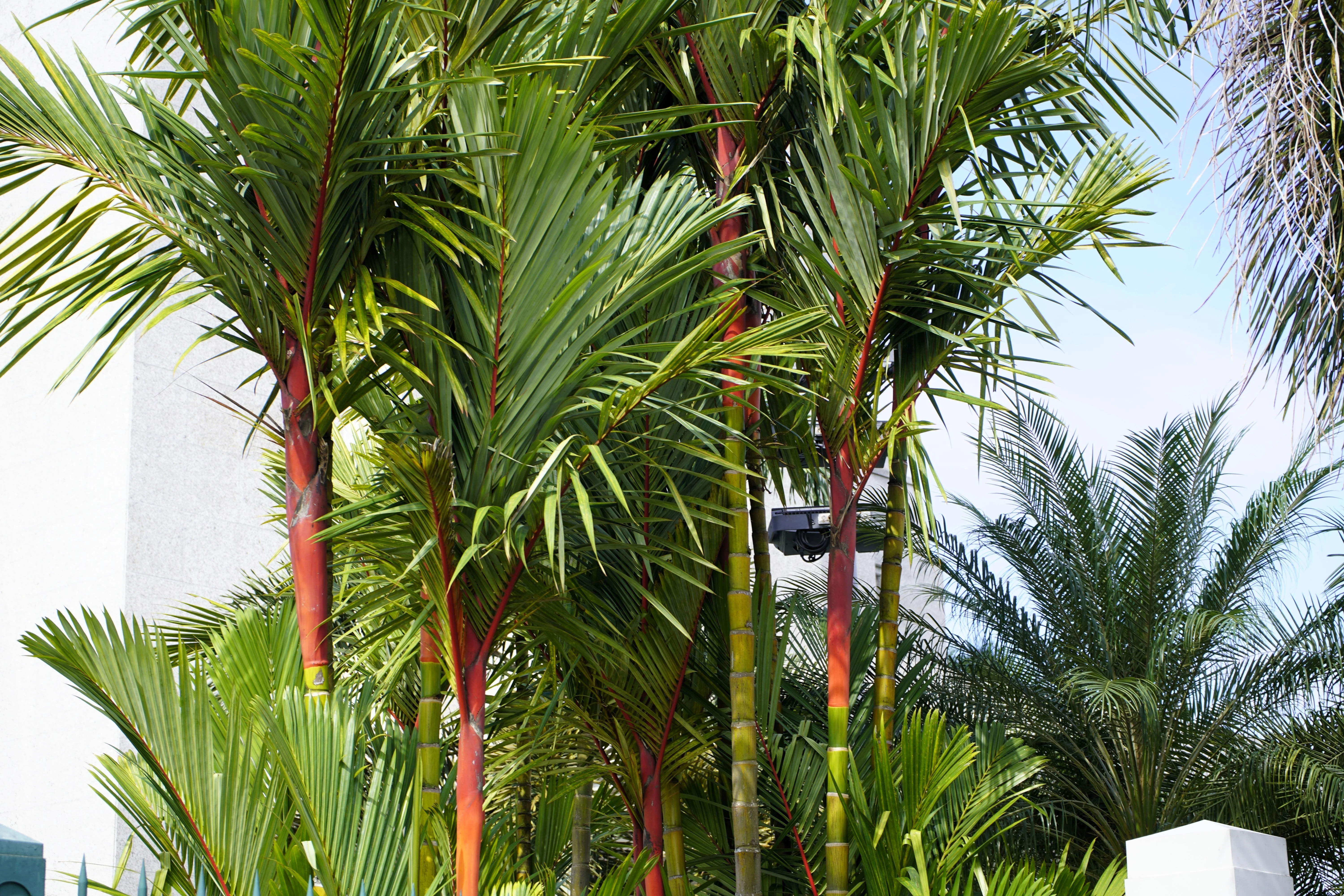 10 Red LIPSTICK PALM Sealing Wax Palm Cyrtostachys Renda Tree Houseplant Seeds - Image 3
