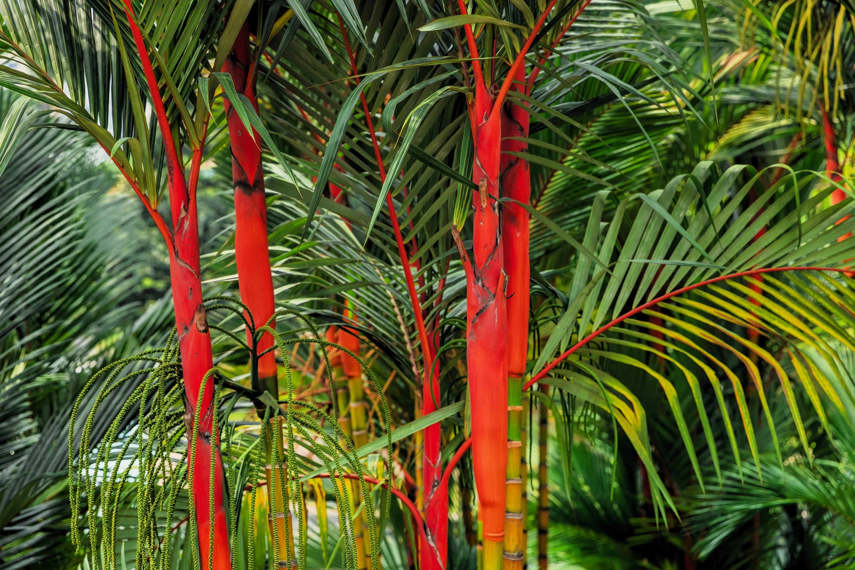 10 Red LIPSTICK PALM Sealing Wax Palm Cyrtostachys Renda Tree Houseplant Seeds - Image 4