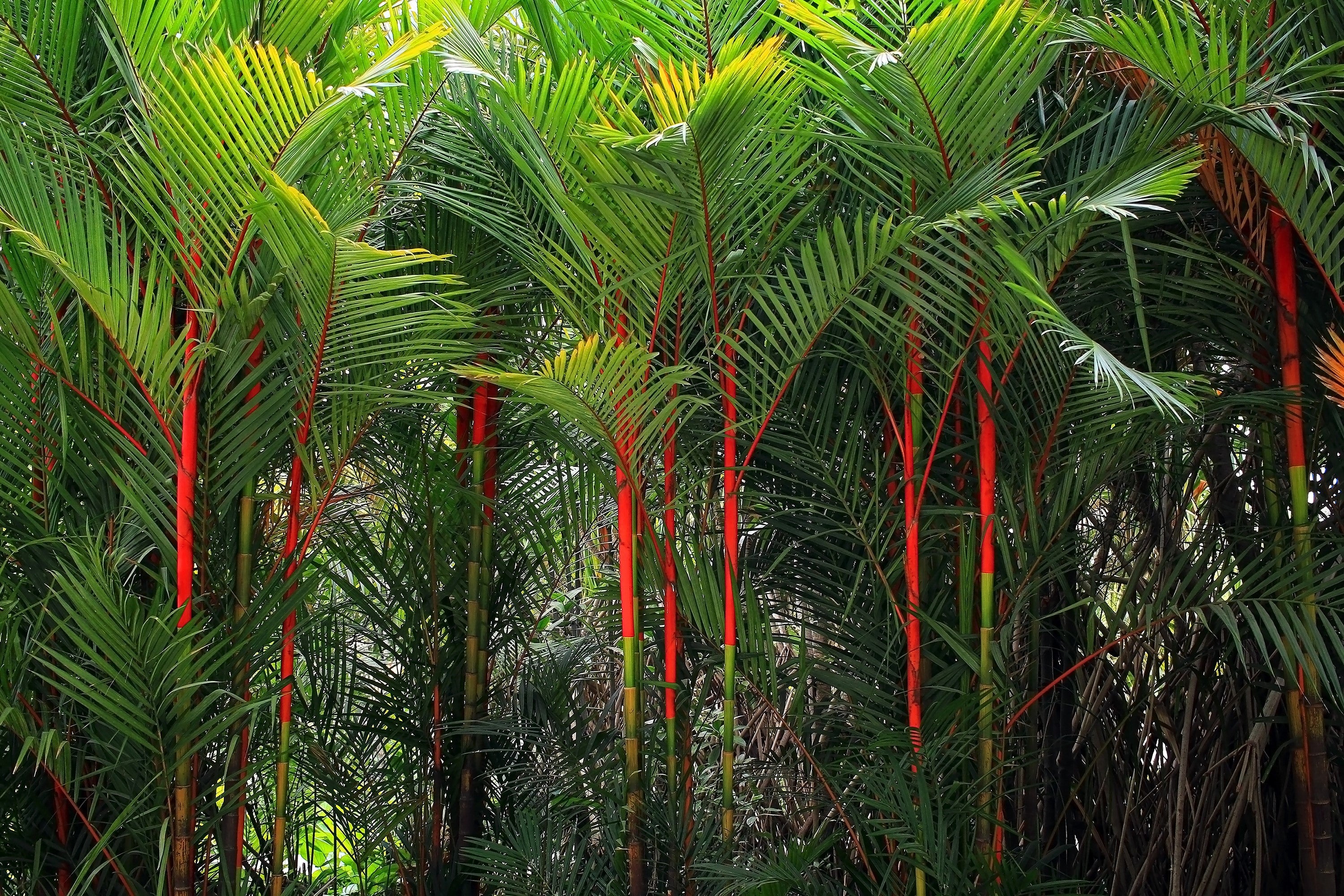 10 Red LIPSTICK PALM Sealing Wax Palm Cyrtostachys Renda Tree Houseplant Seeds - Image 5