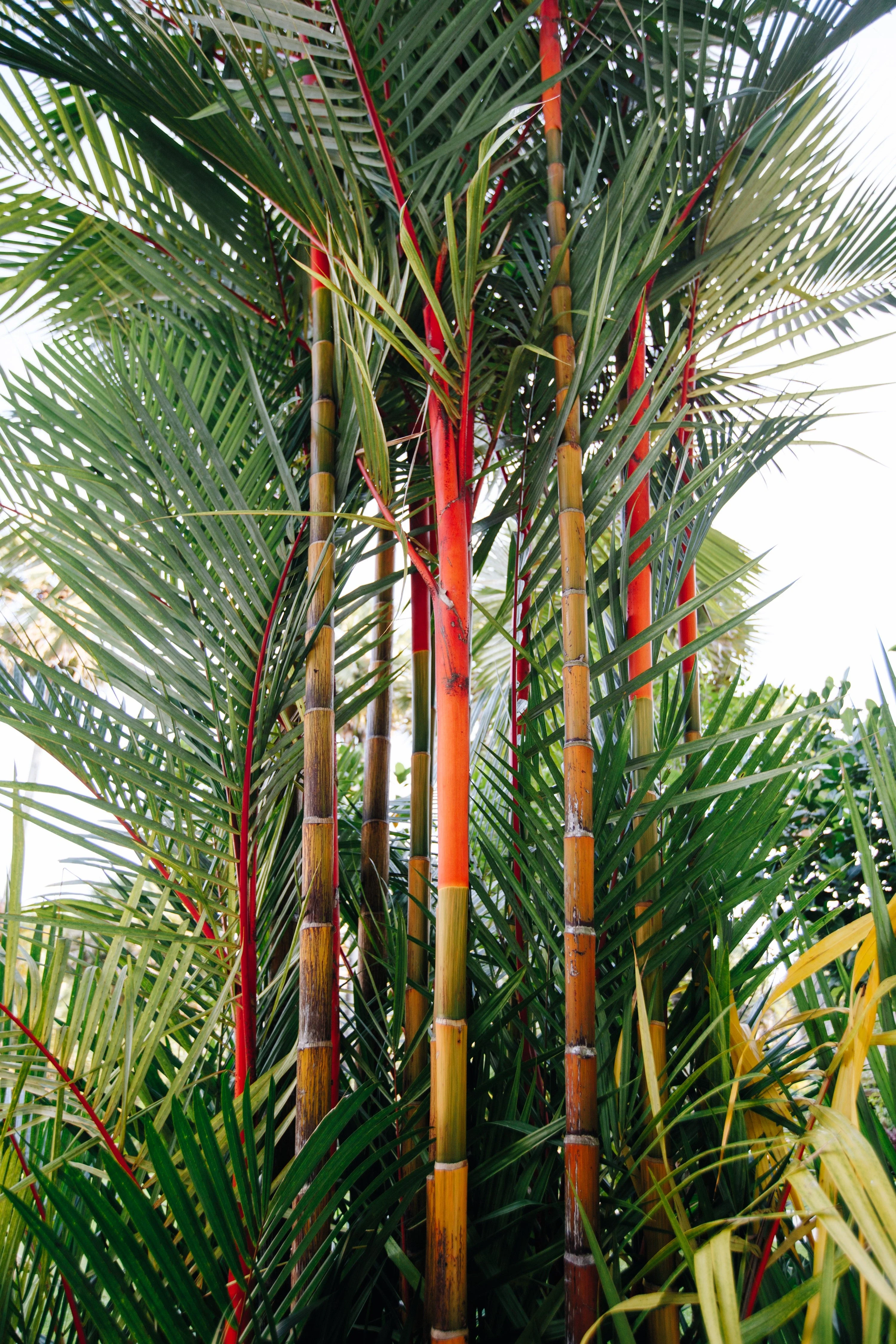 10 Red LIPSTICK PALM Sealing Wax Palm Cyrtostachys Renda Tree Houseplant Seeds - Image 6
