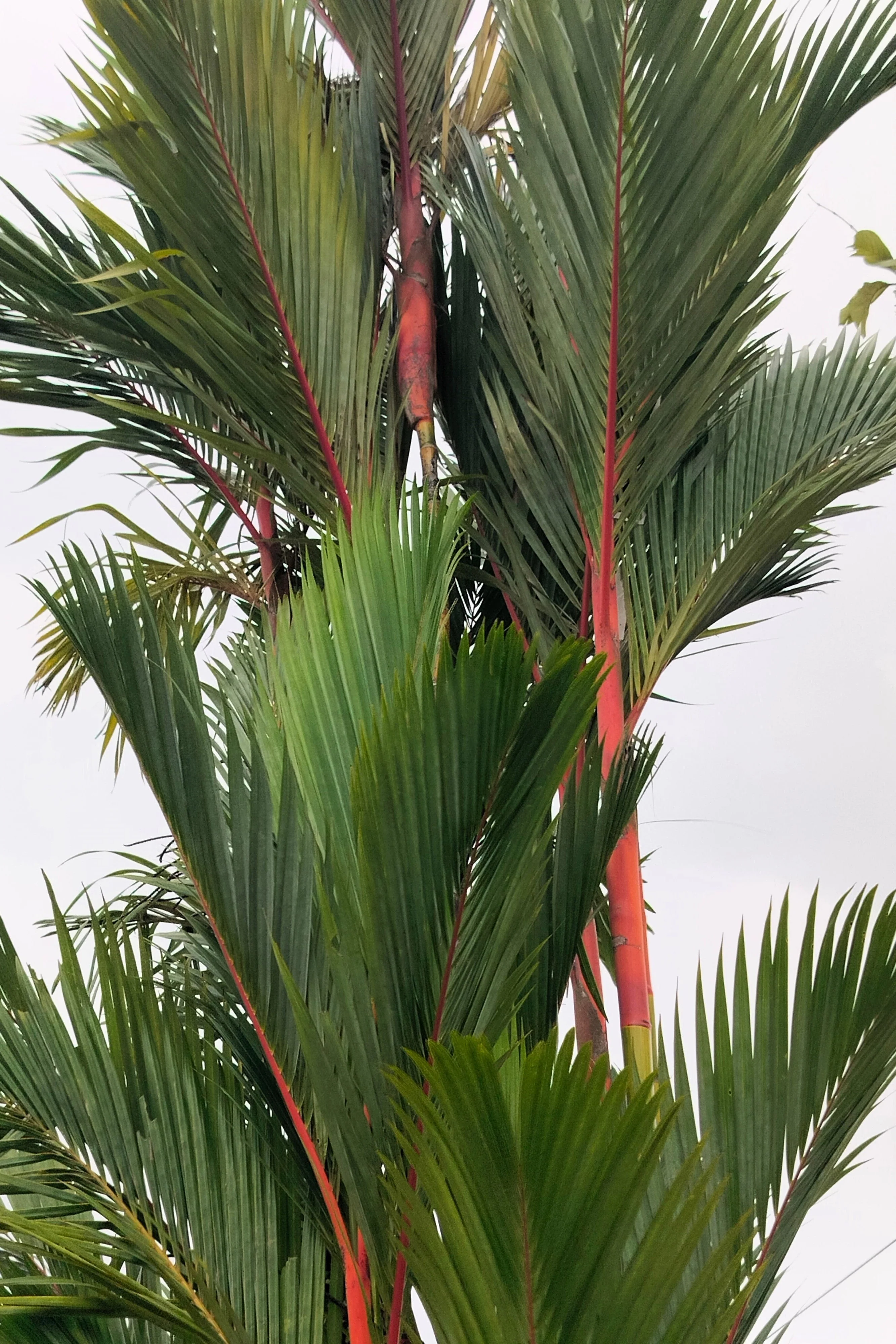 10 Red LIPSTICK PALM Sealing Wax Palm Cyrtostachys Renda Tree Houseplant Seeds - Image 7