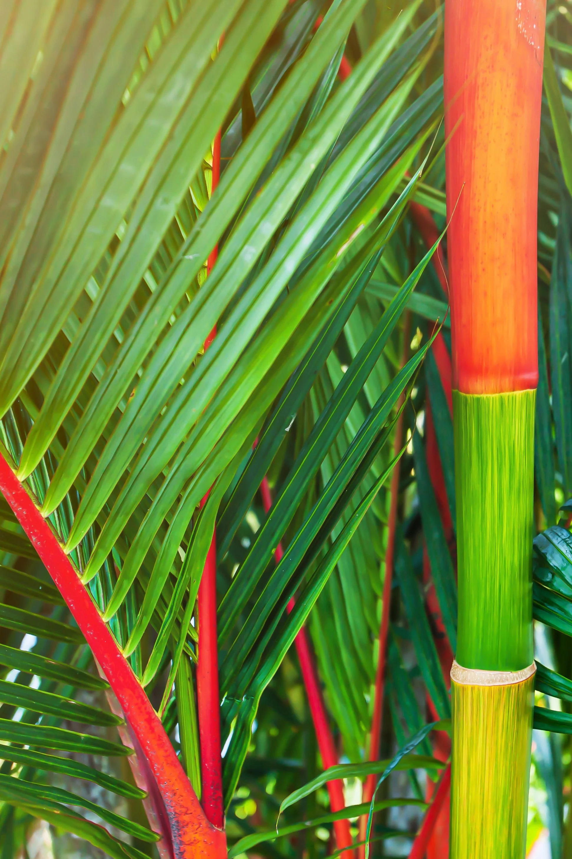 10 Red LIPSTICK PALM Sealing Wax Palm Cyrtostachys Renda Tree Houseplant Seeds - Image 8