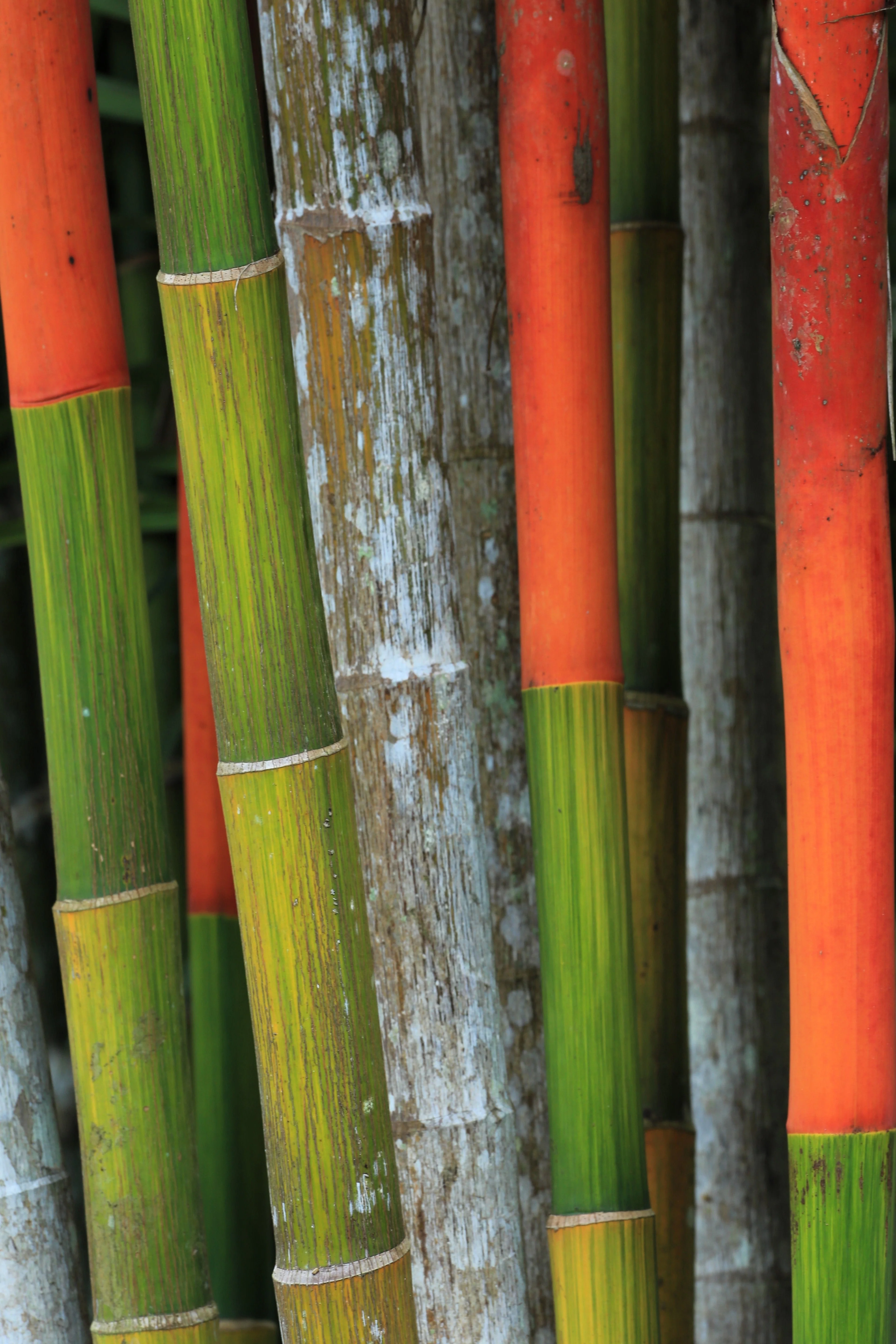 10 Red LIPSTICK PALM Sealing Wax Palm Cyrtostachys Renda Tree Houseplant Seeds - Image 9