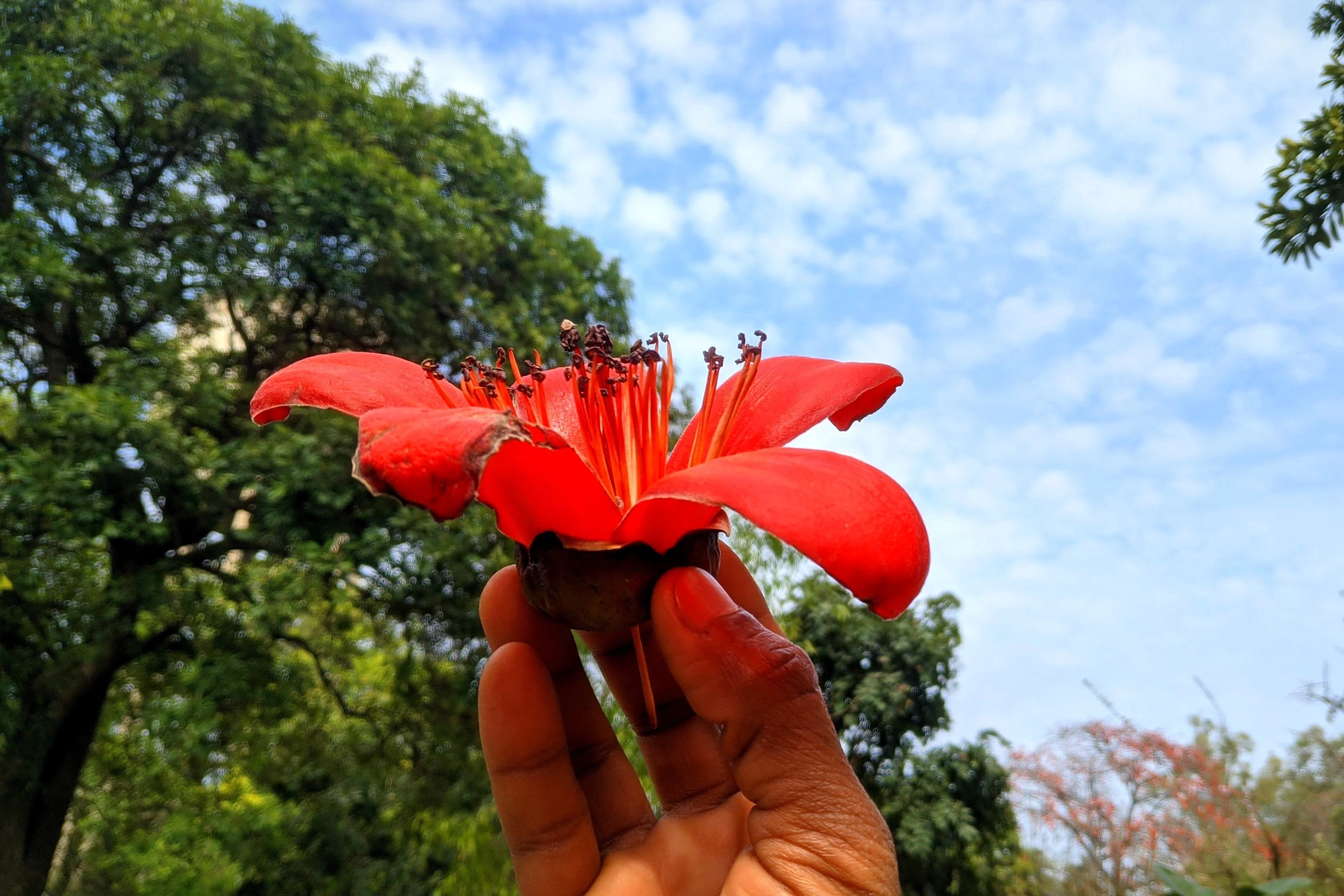 10 RED SILK COTTON Tree Bombax Ceiba Kapok Tropical Flower Seeds - Image 10
