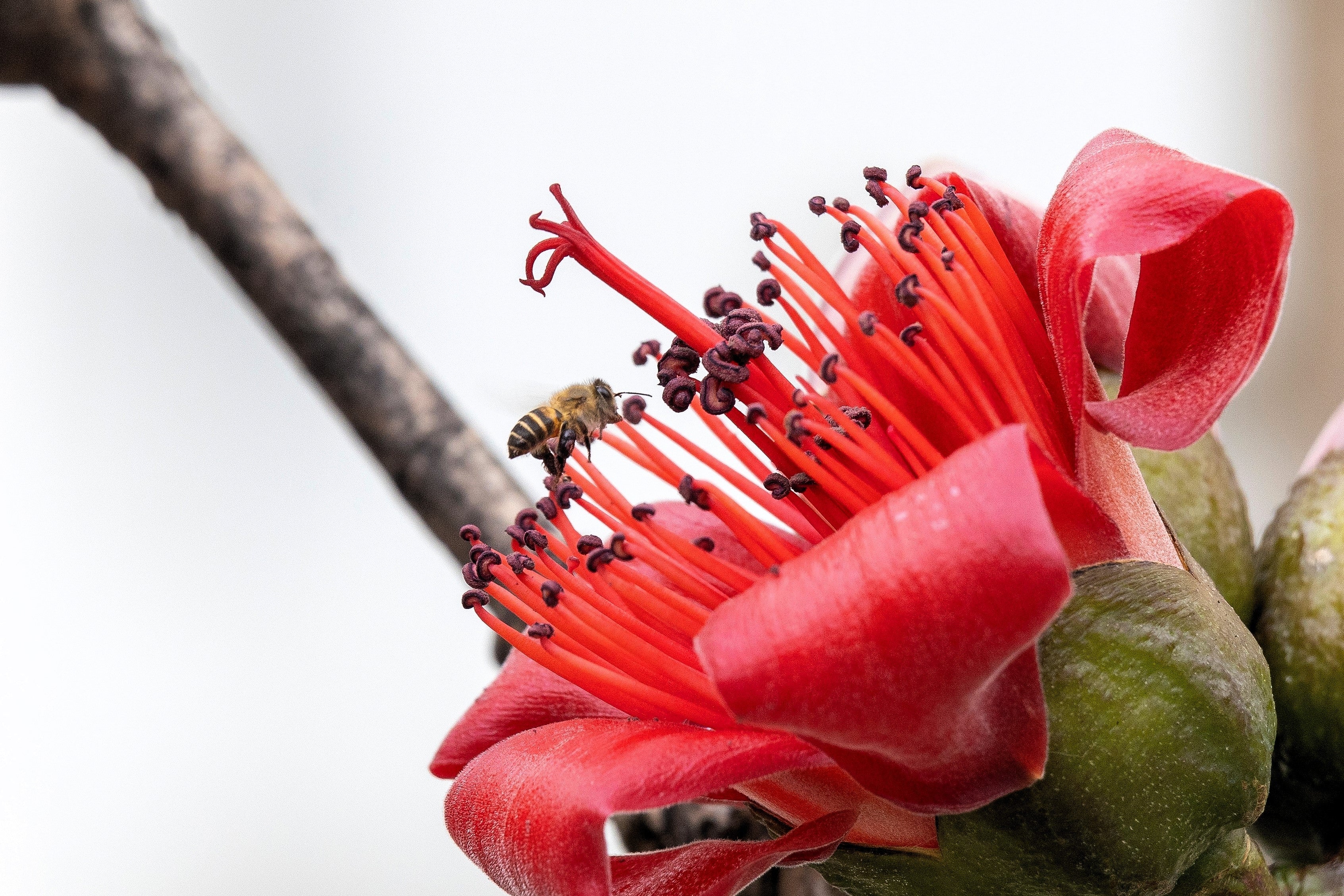 10 RED SILK COTTON Tree Bombax Ceiba Kapok Tropical Flower Seeds - Image 11