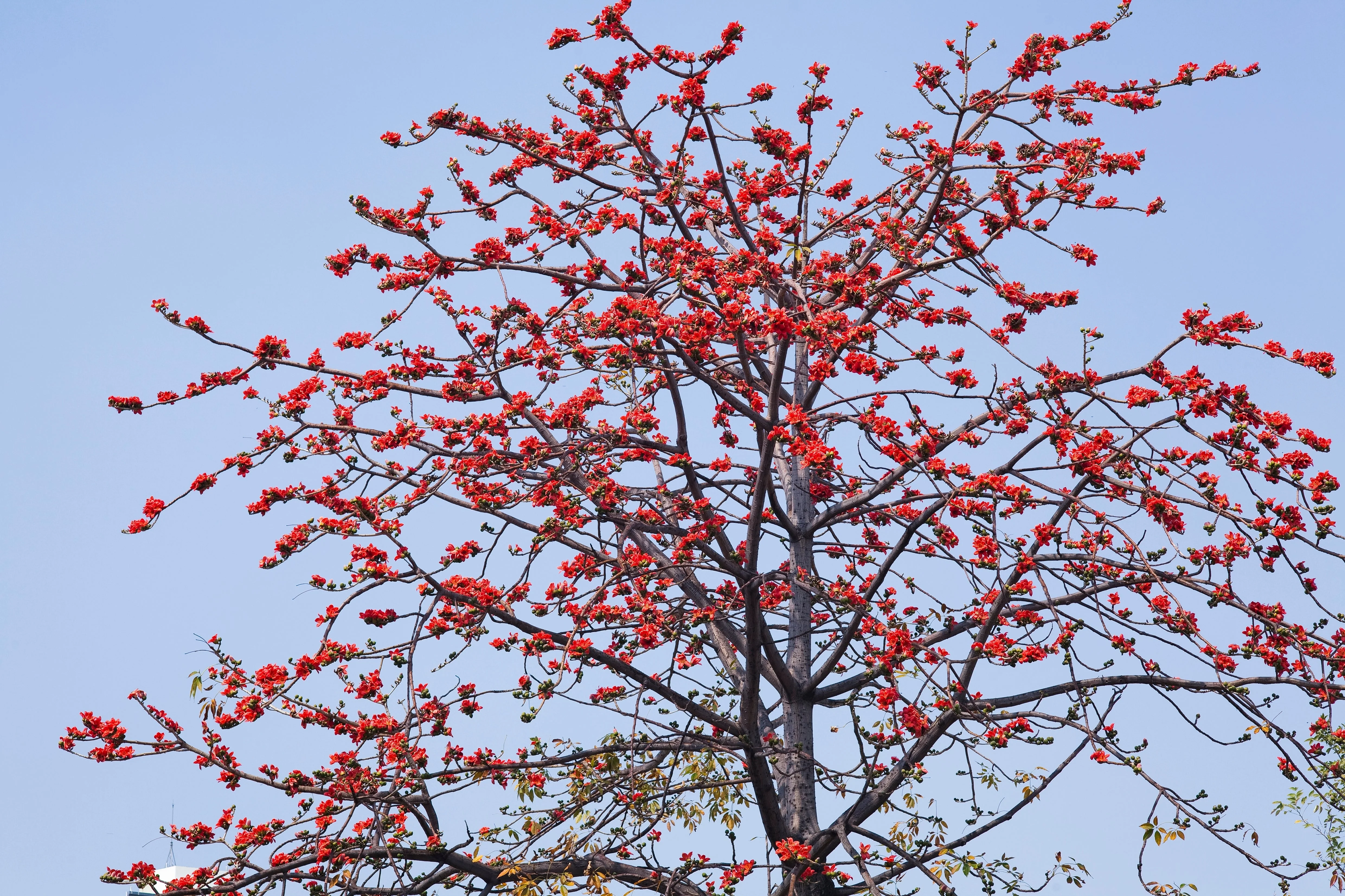 10 RED SILK COTTON Tree Bombax Ceiba Kapok Tropical Flower Seeds - Image 13