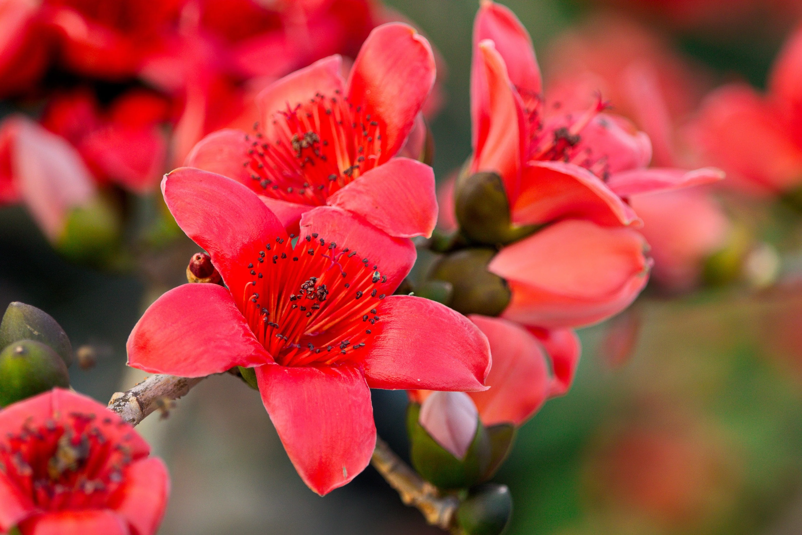 10 RED SILK COTTON Tree Bombax Ceiba Kapok Tropical Flower Seeds - Image 2